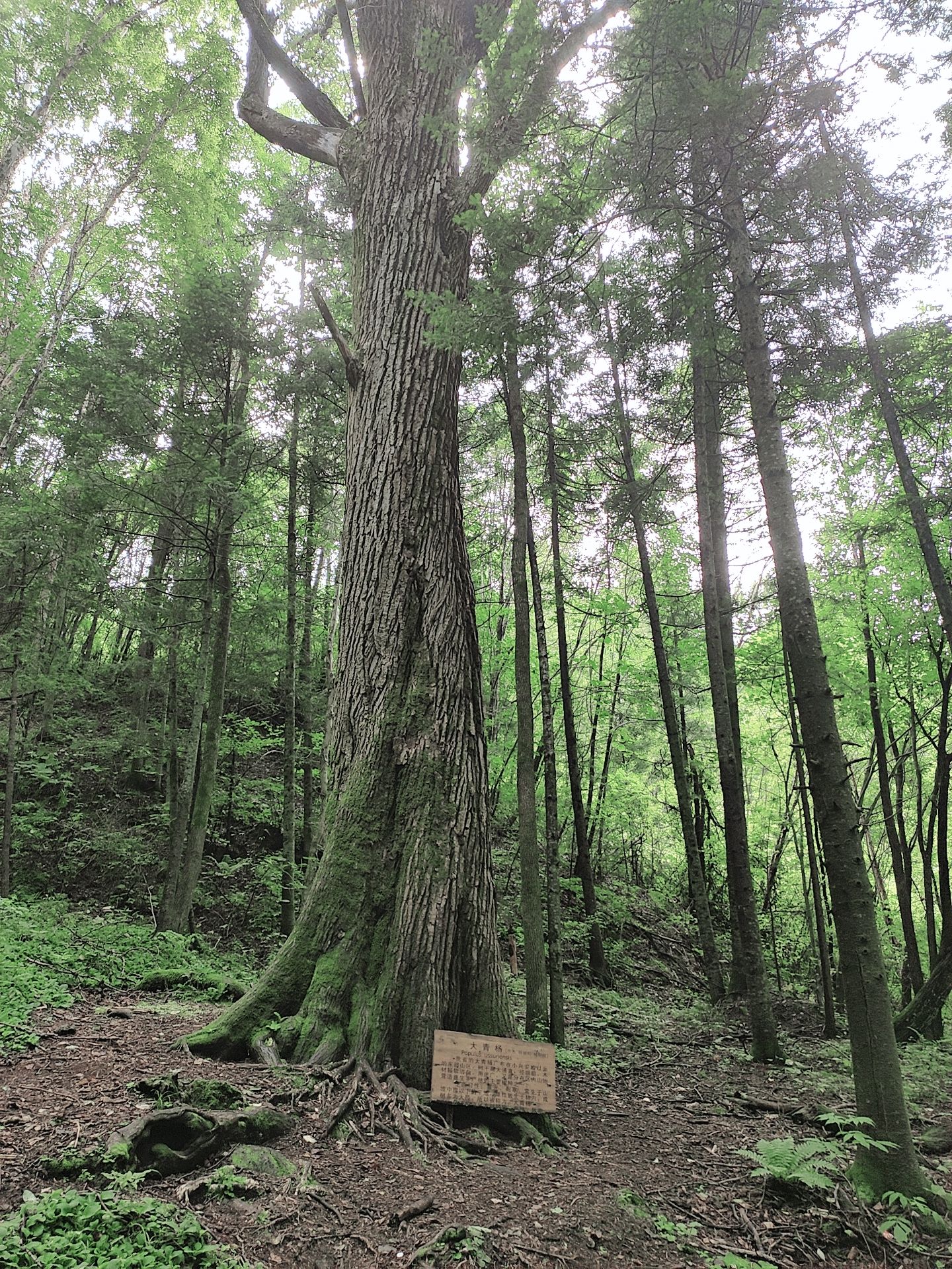 兴安国家森林公园(伊美区南山公园)旅行图片 3