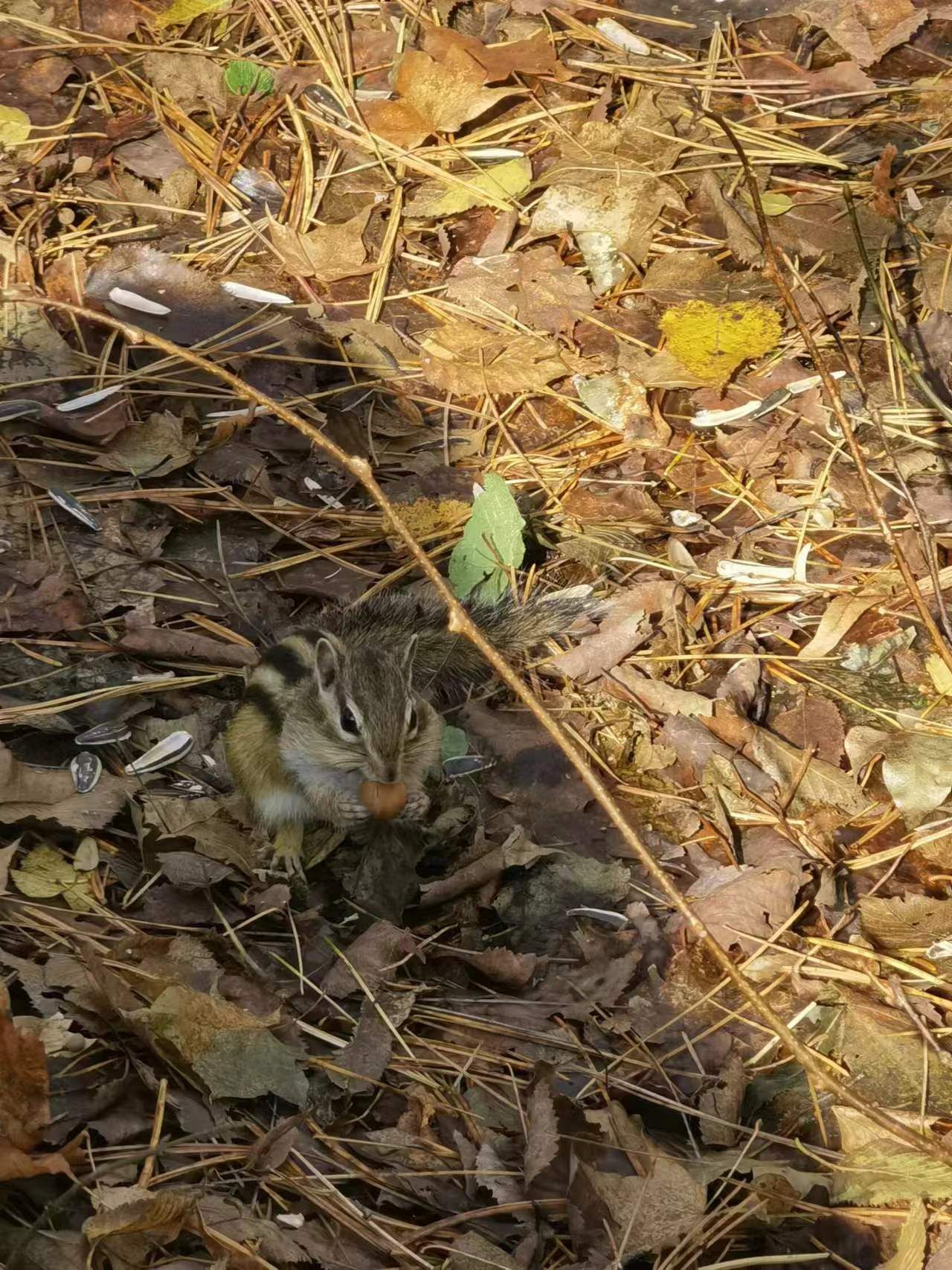 汤旺河林海奇石景区旅行图片 3