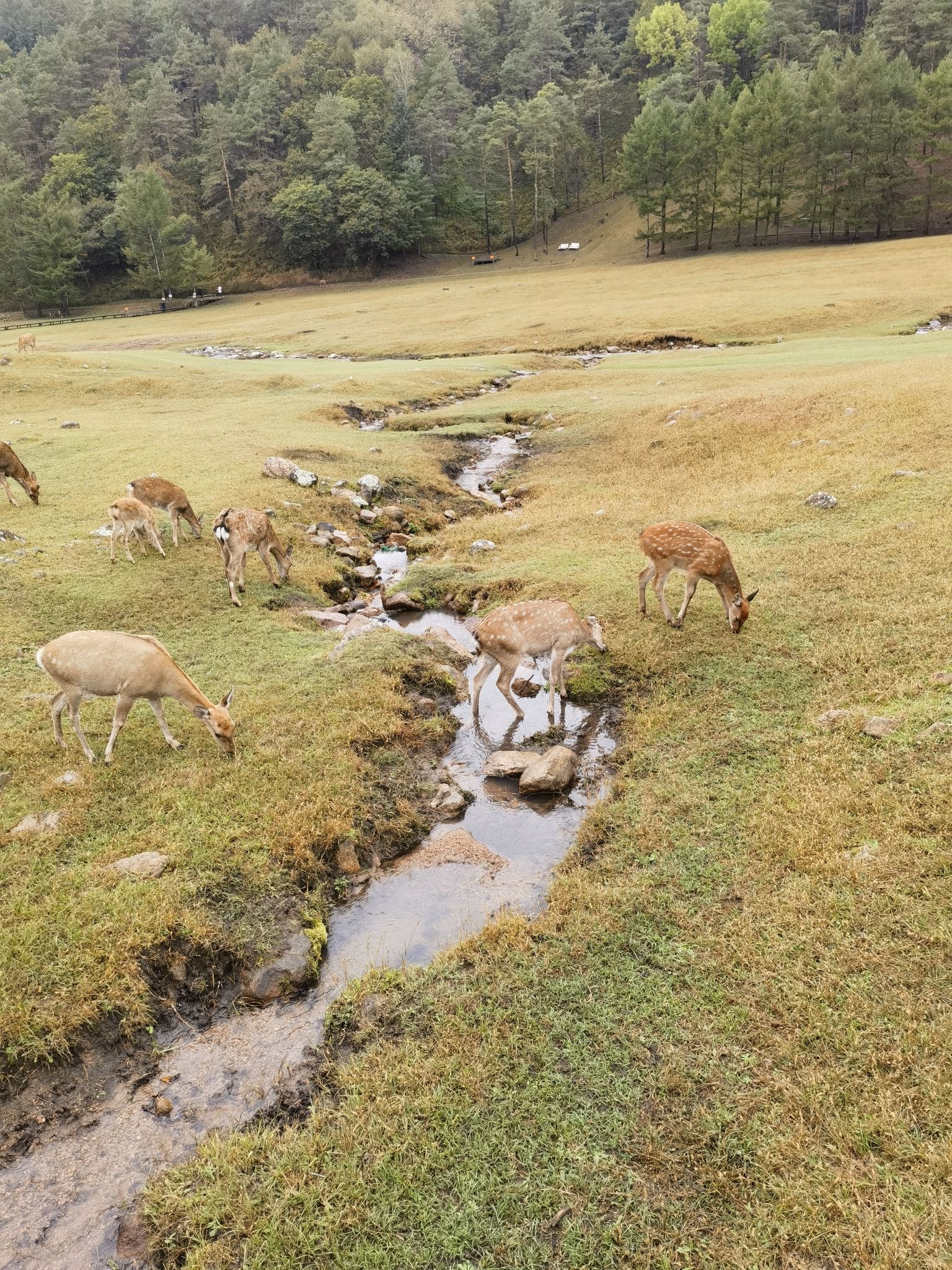 飞泷金山鹿苑旅行图片 3