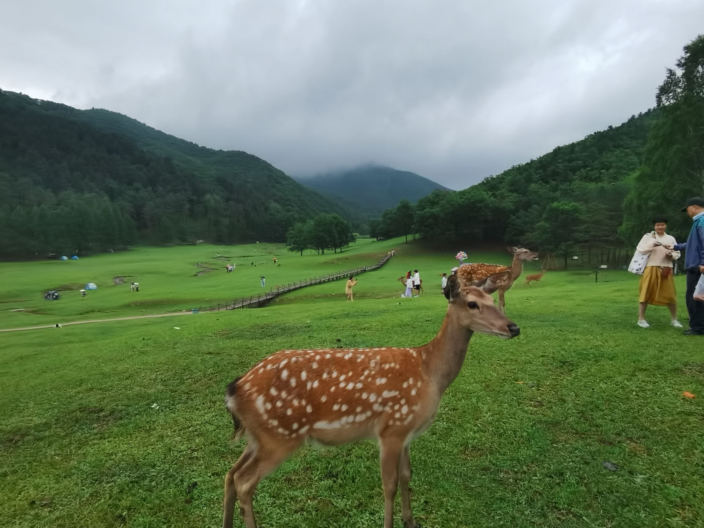 飞泷金山鹿苑旅行图片 1