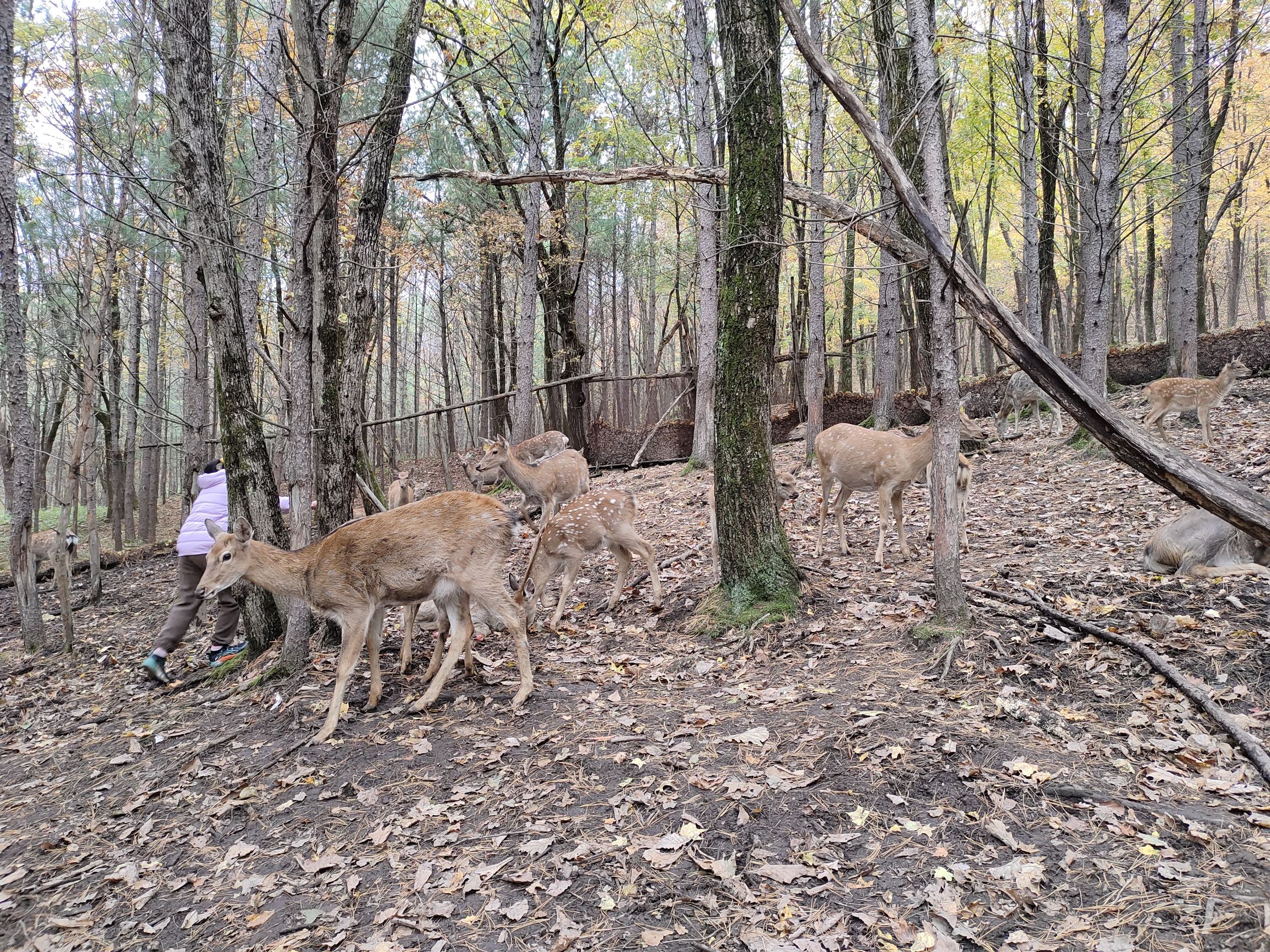 飞泷金山鹿苑旅行图片 1