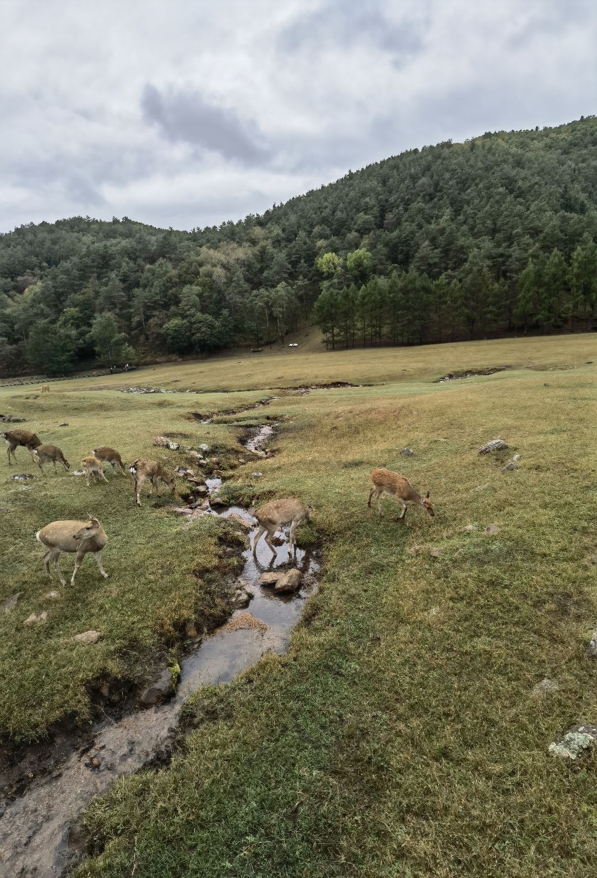 飞泷金山鹿苑旅行图片 2