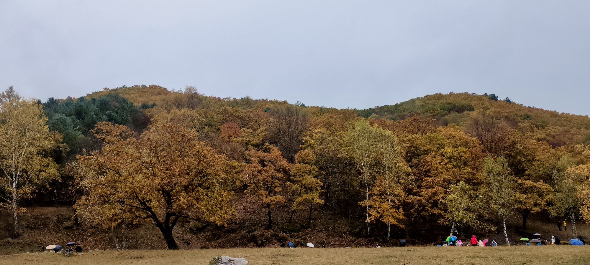飞泷金山鹿苑旅行图片 1