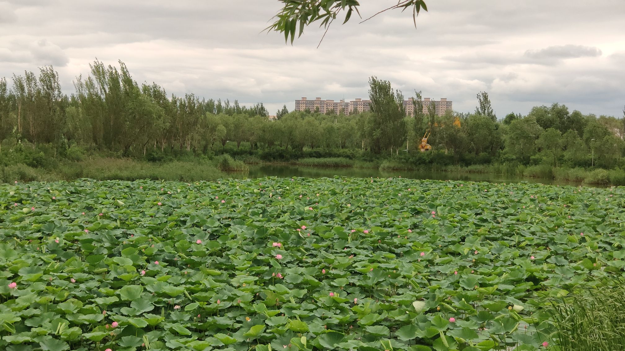 油田广场旅行图片 2
