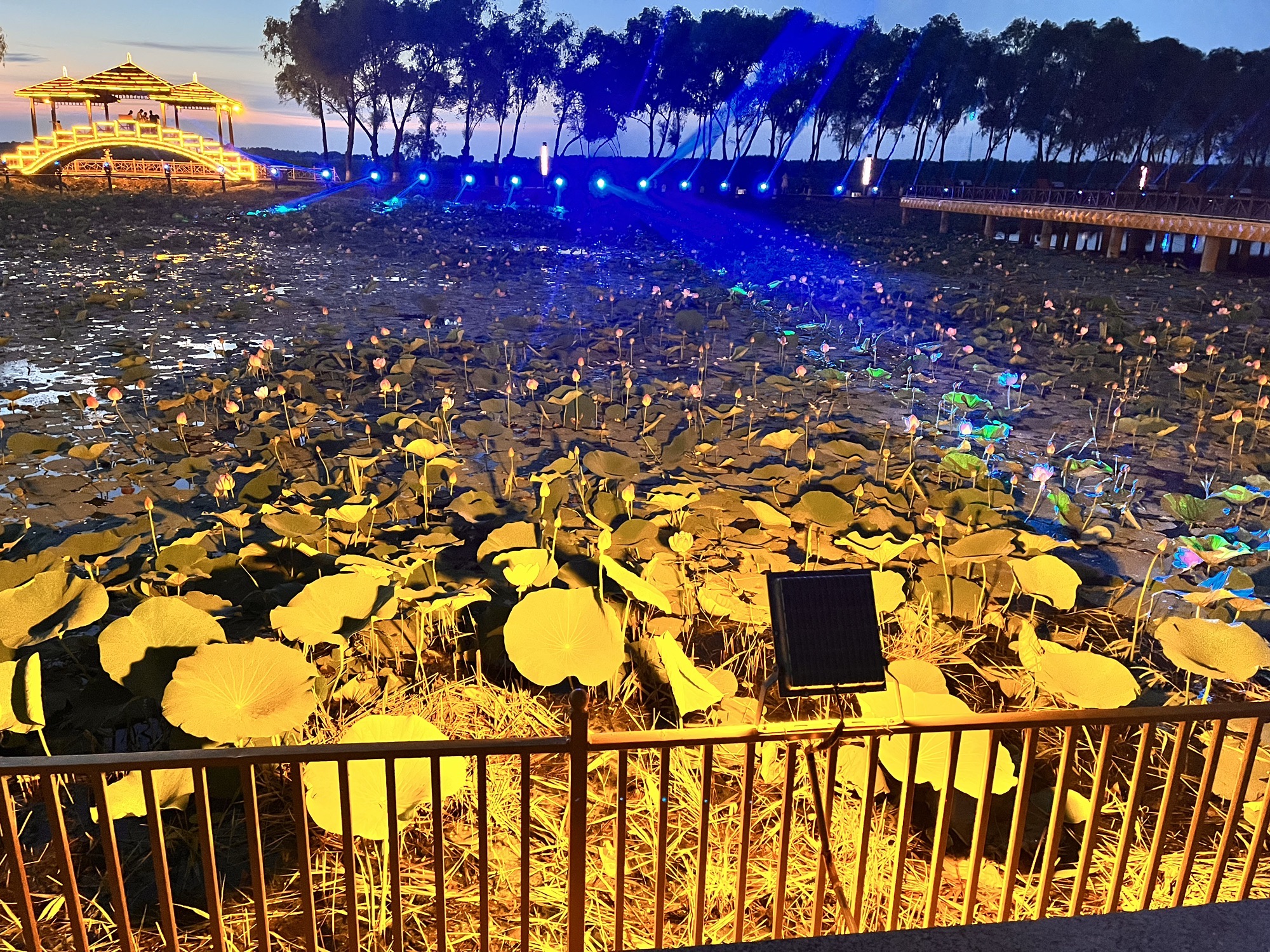 西海湿地公园旅行图片 2