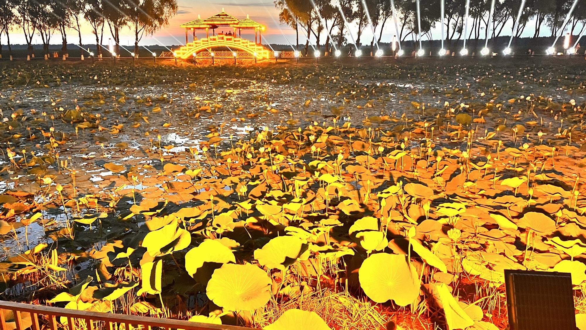 西海湿地公园旅行图片 1