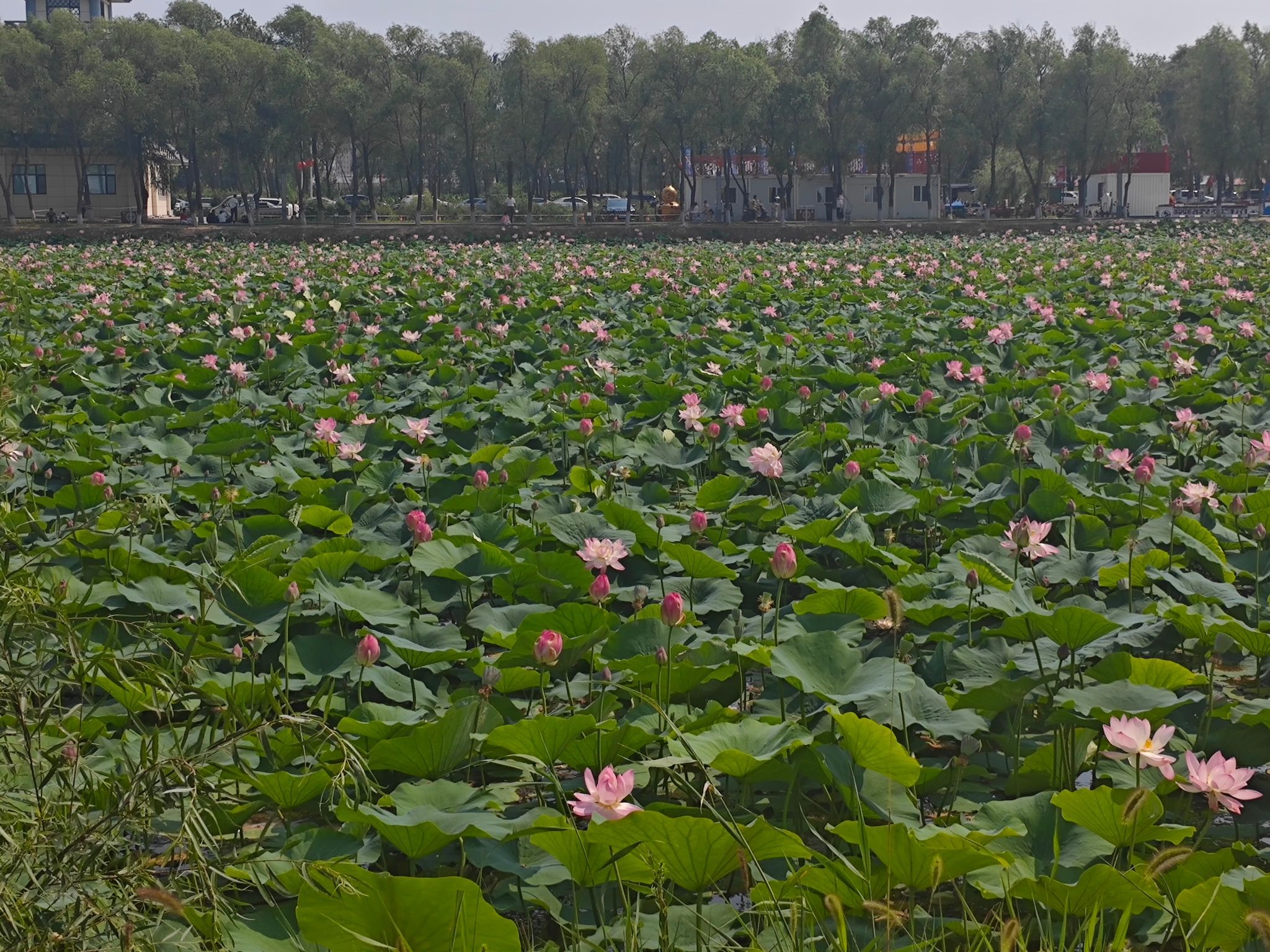 西海湿地公园旅行图片 1
