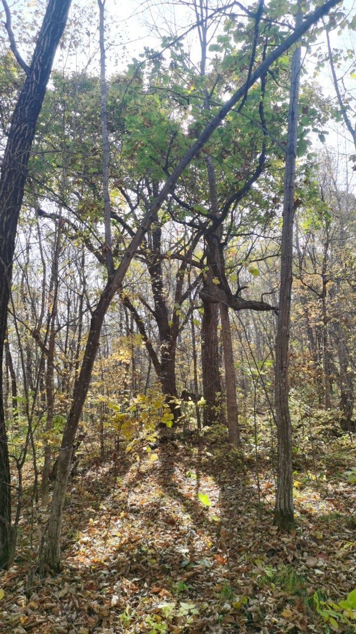 石龙山国家森林公园旅行图片 1