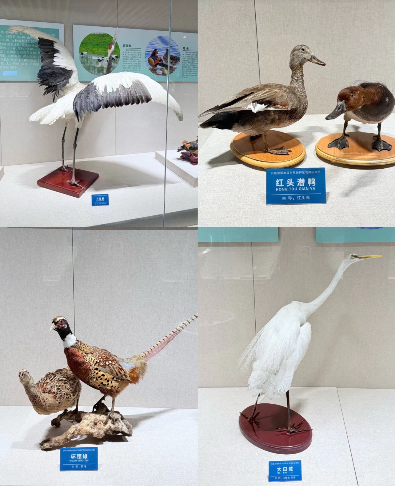 兴凯湖国家级自然保护区旅行图片 3