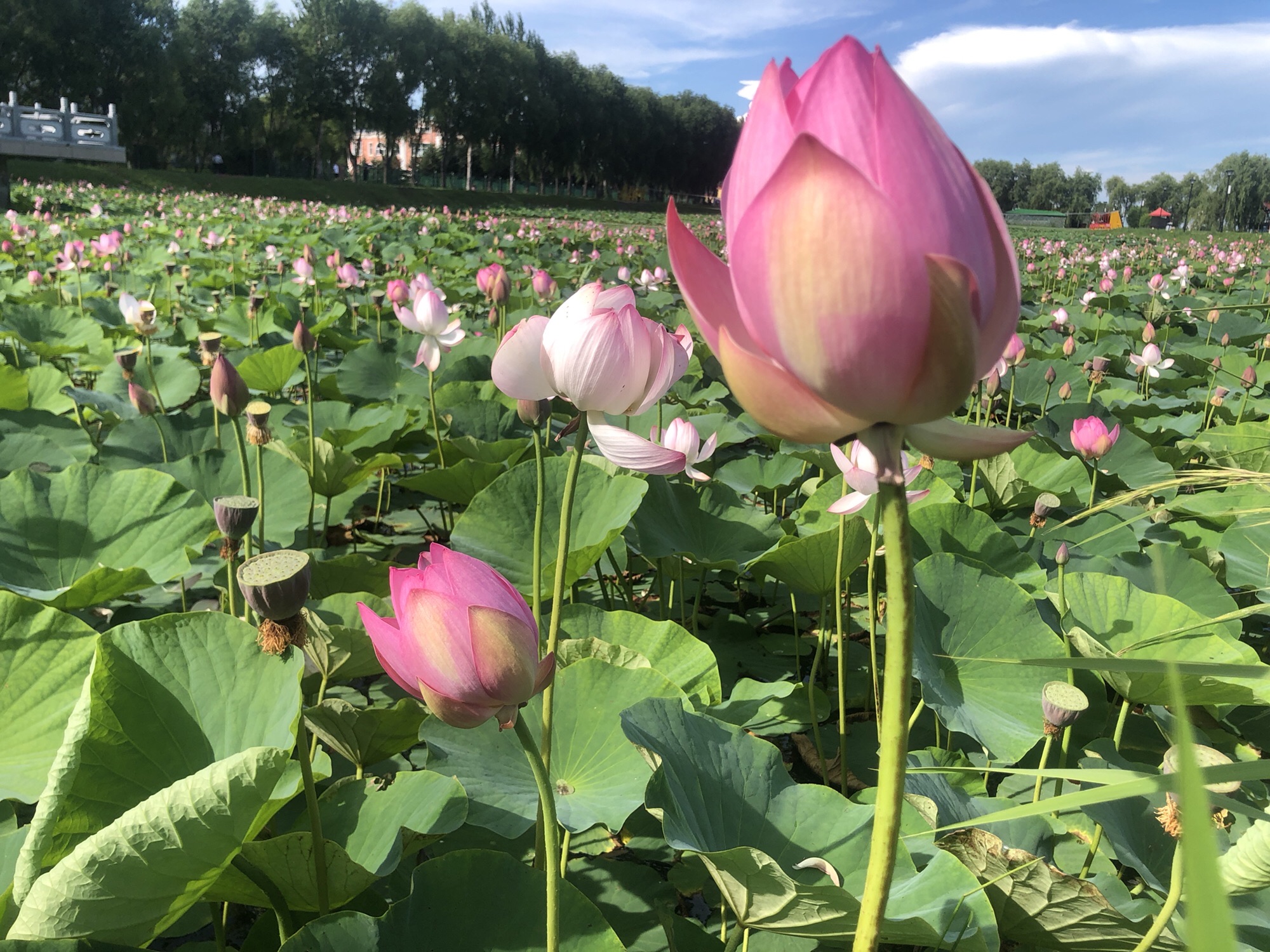 农垦当壁镇兴凯湖旅游度假区旅行图片 2