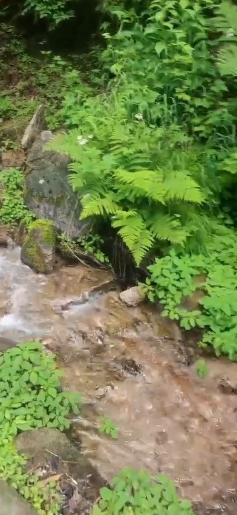 鹤岗金顶山地质公园(暂停开放)旅行图片 2