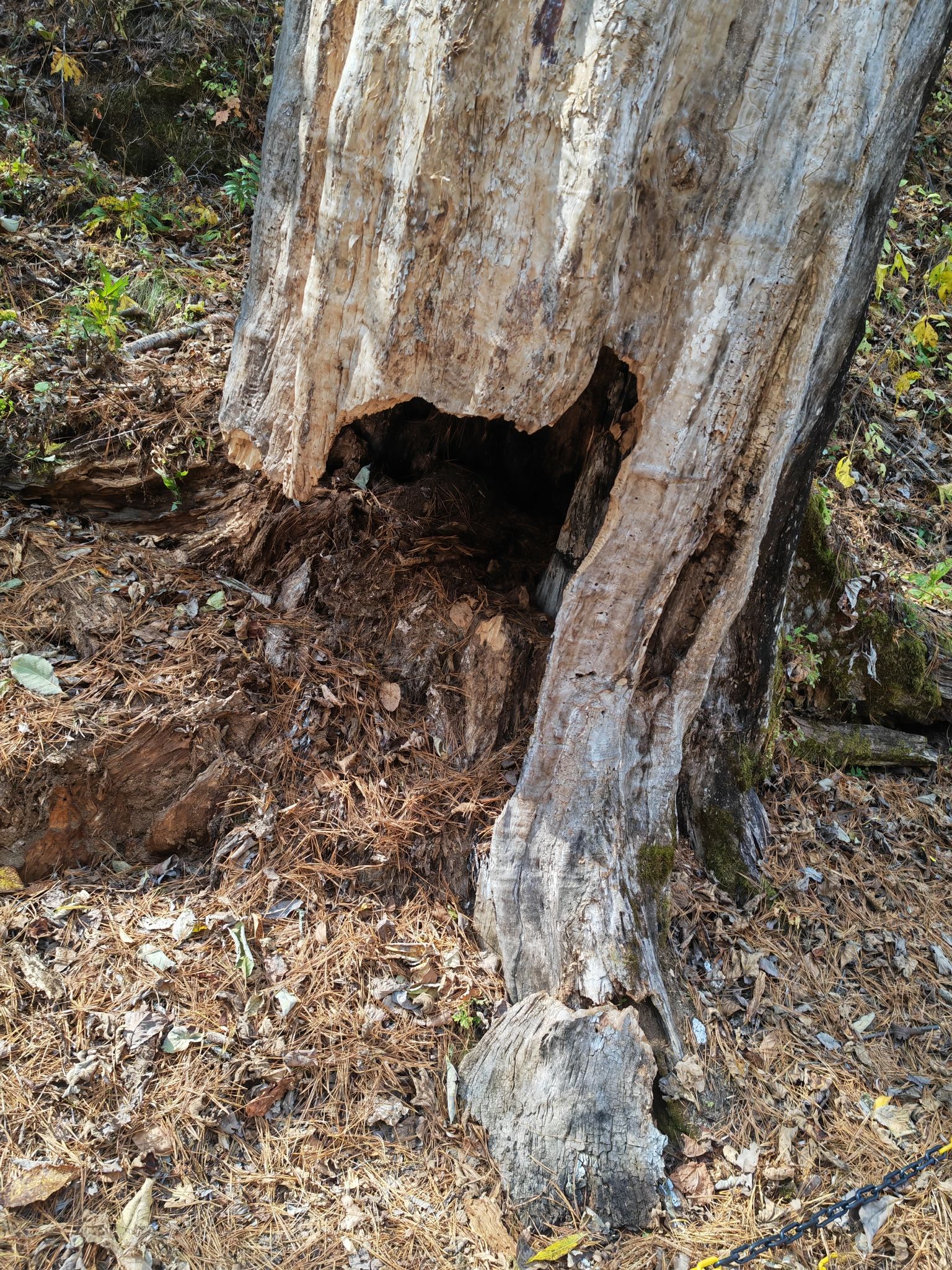 鹤岗金顶山地质公园(暂停开放)旅行图片 1