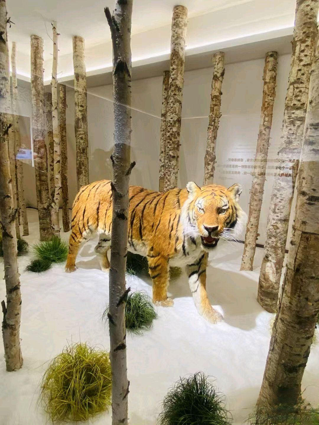 四排赫哲风情旅游园区旅行图片 1
