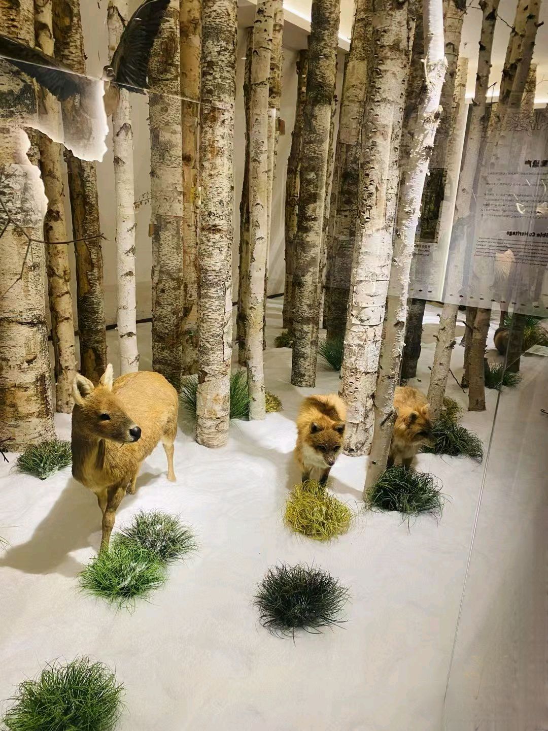 四排赫哲风情旅游园区旅行图片 2
