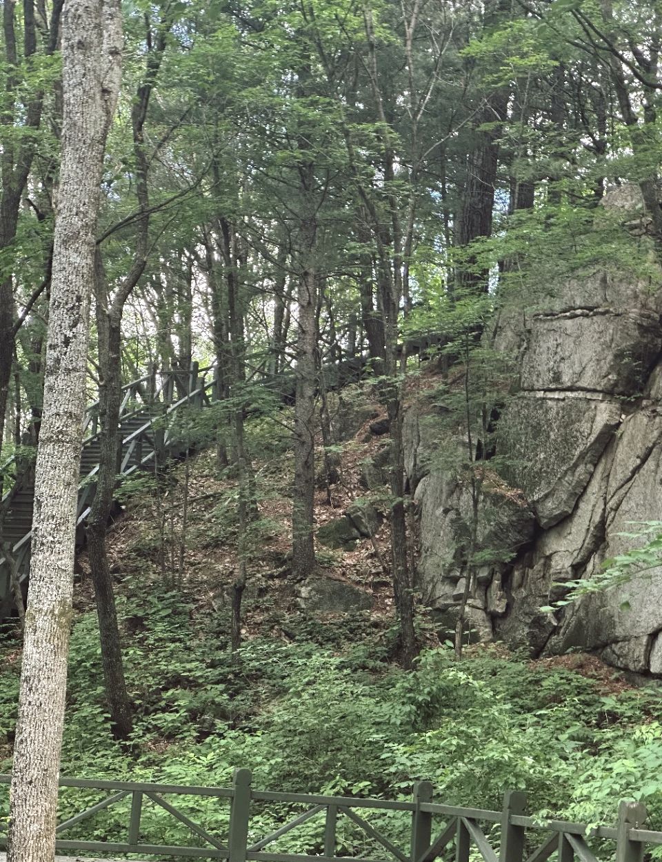 黑龙江青山国家森林公园旅行图片 1