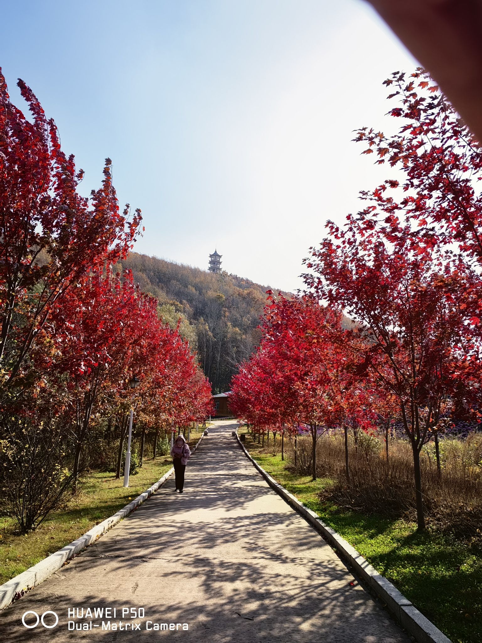 黑龙江青山国家森林公园旅行图片 3