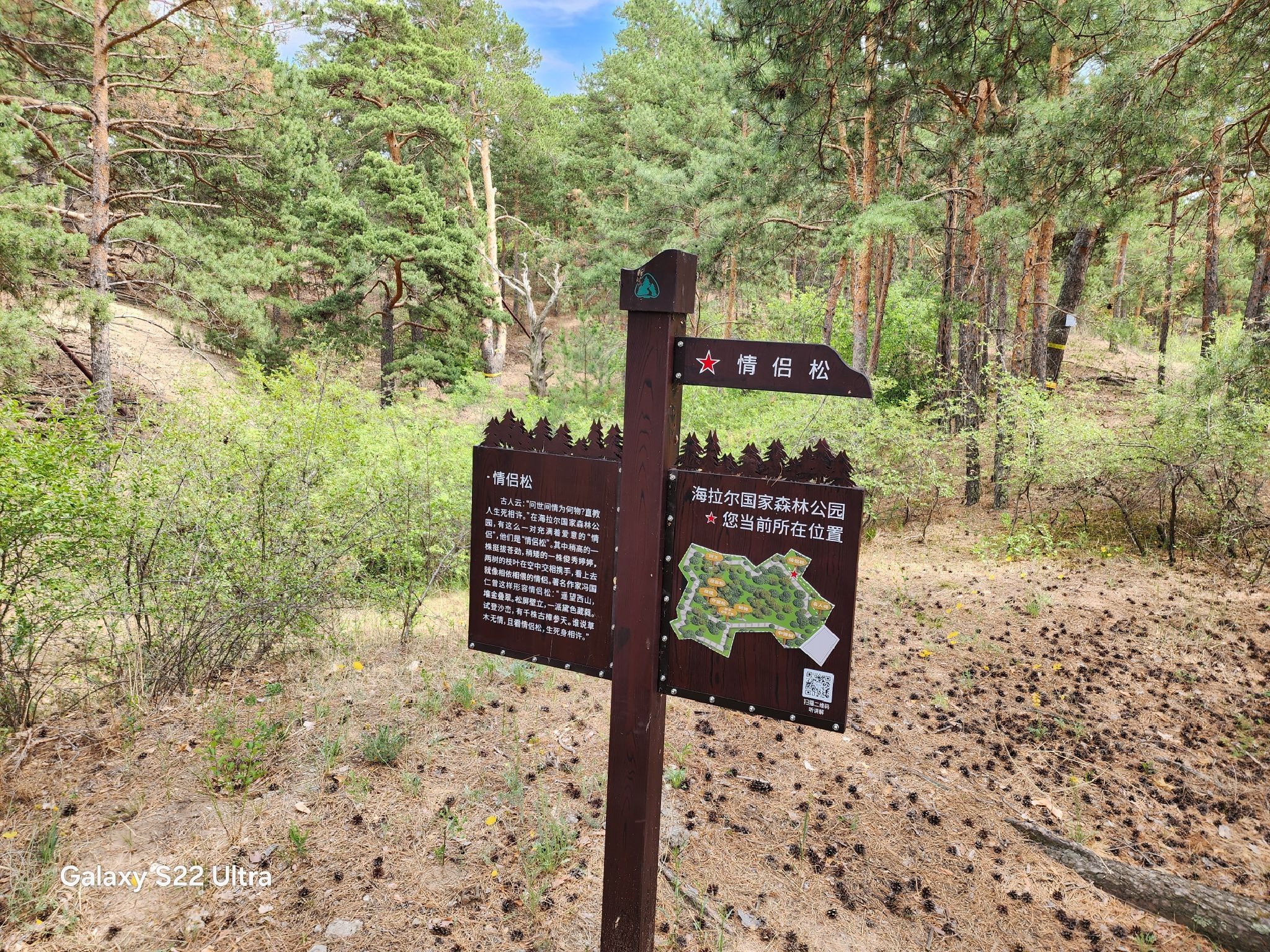 海拉尔国家森林公园旅行图片 1