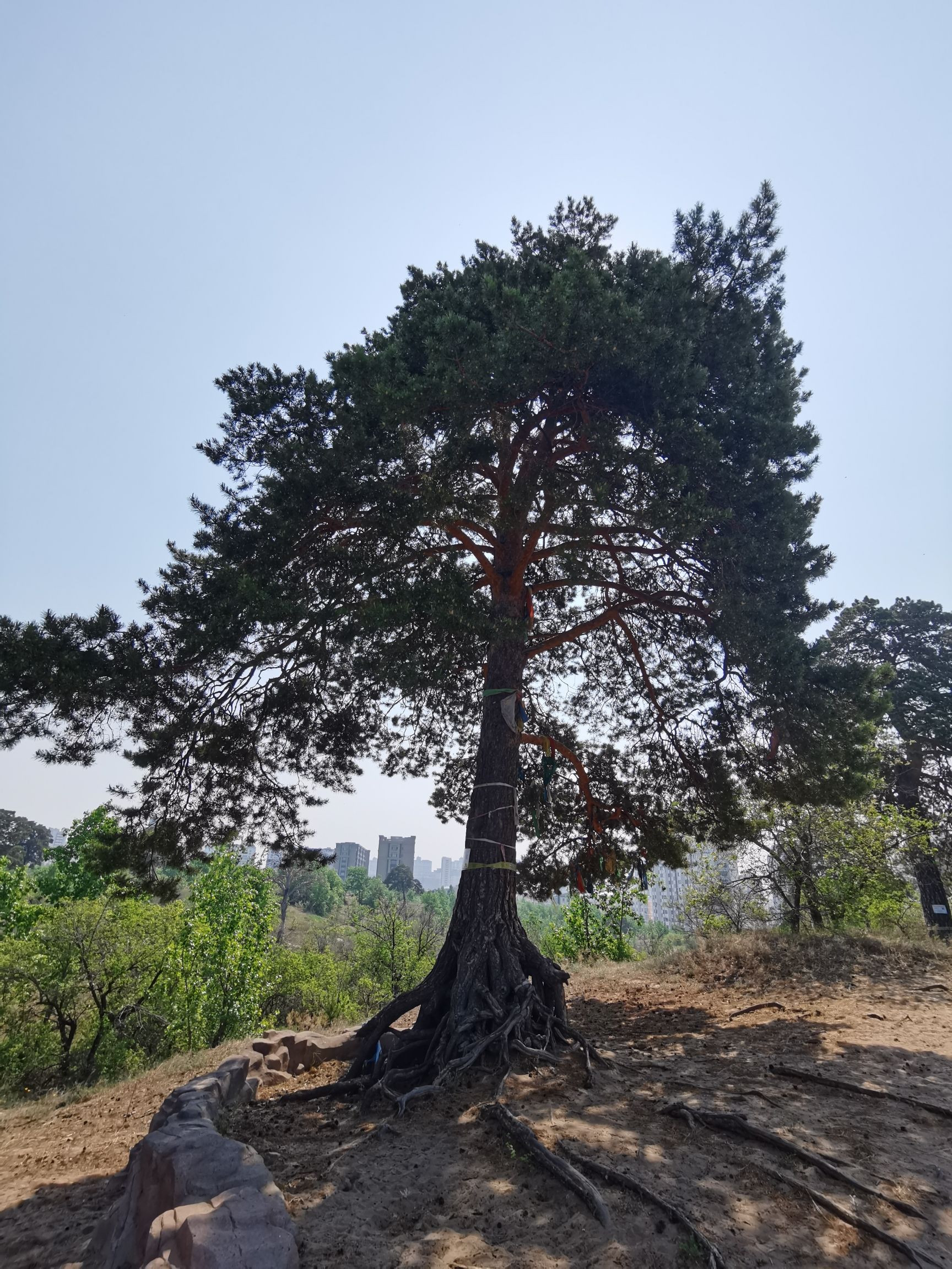 海拉尔国家森林公园旅行图片 3