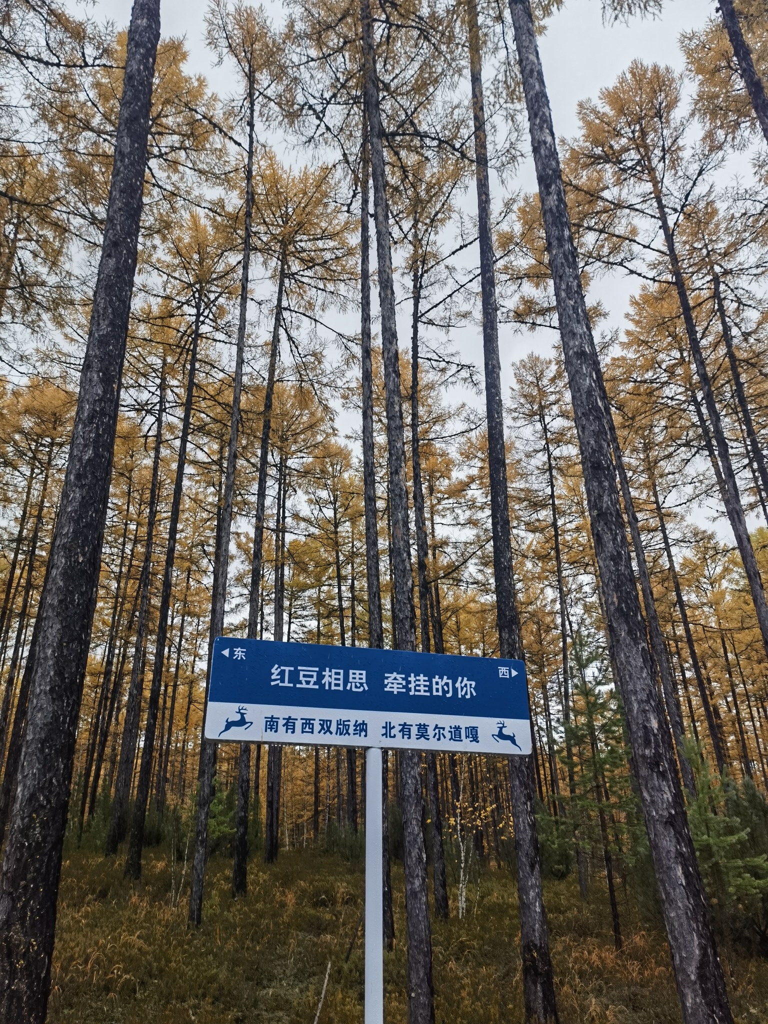 莫尔道嘎国家森林公园(暂停开放)旅行图片 2