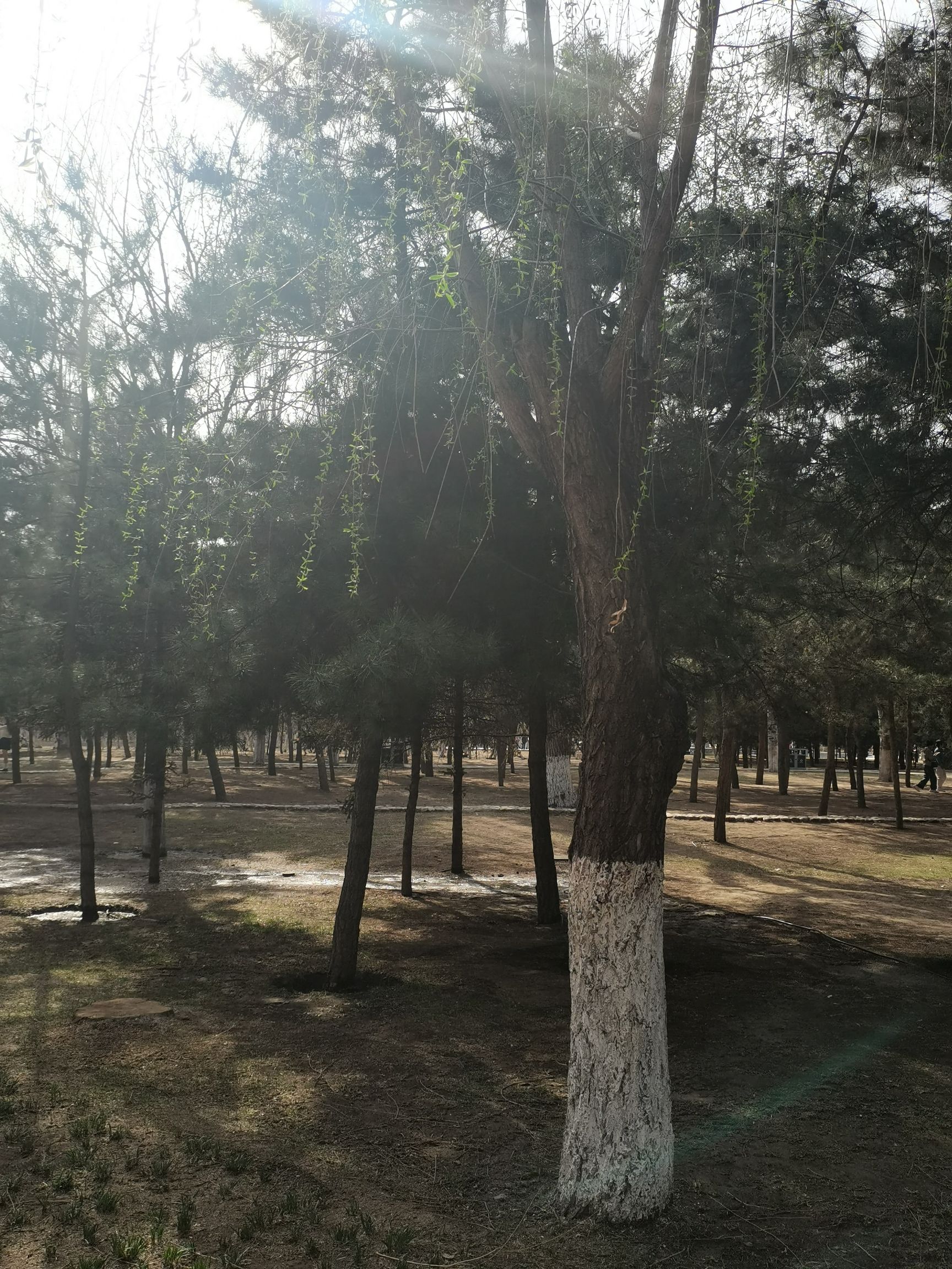 公主府公园旅行图片 3