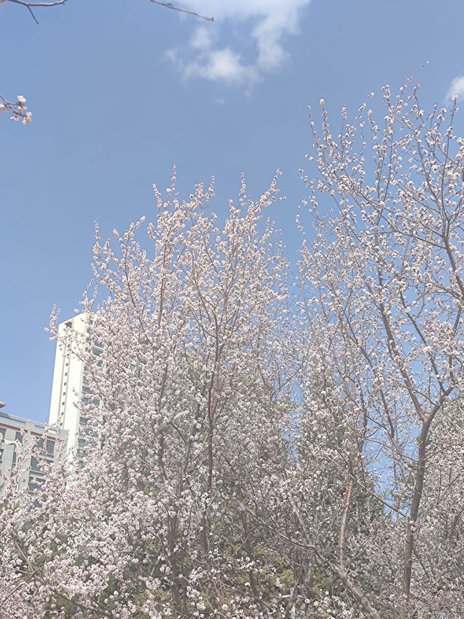 公主府公园旅行图片 1