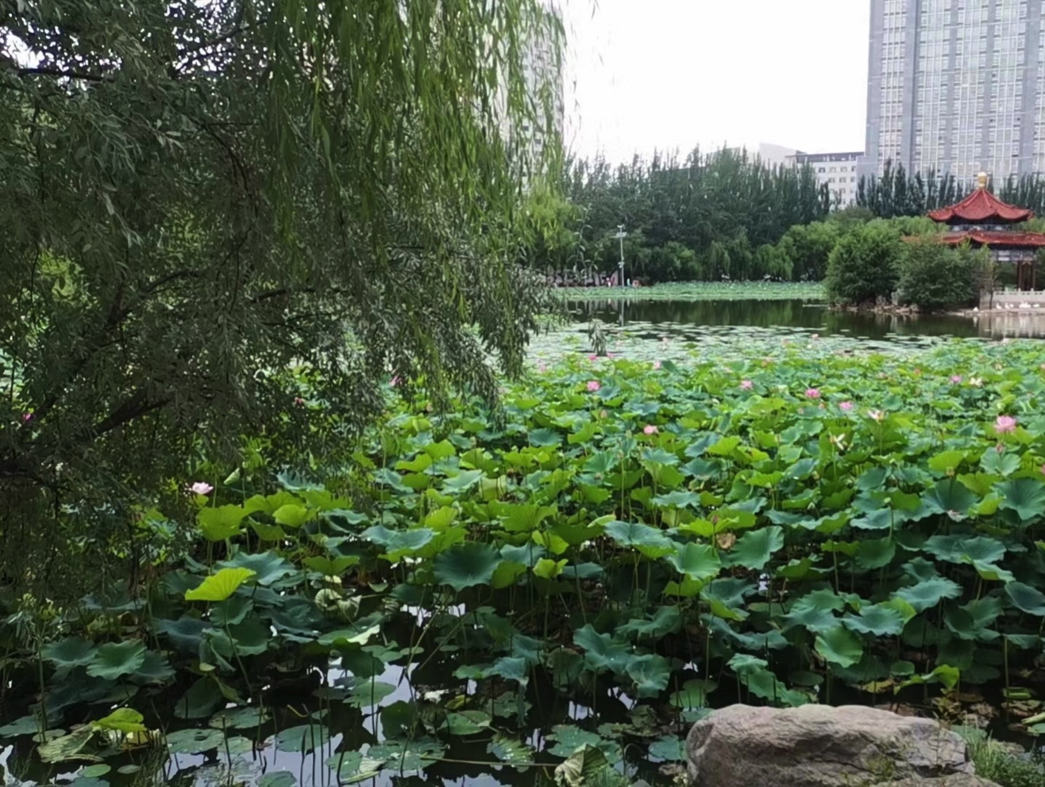 青城公园旅行图片 3