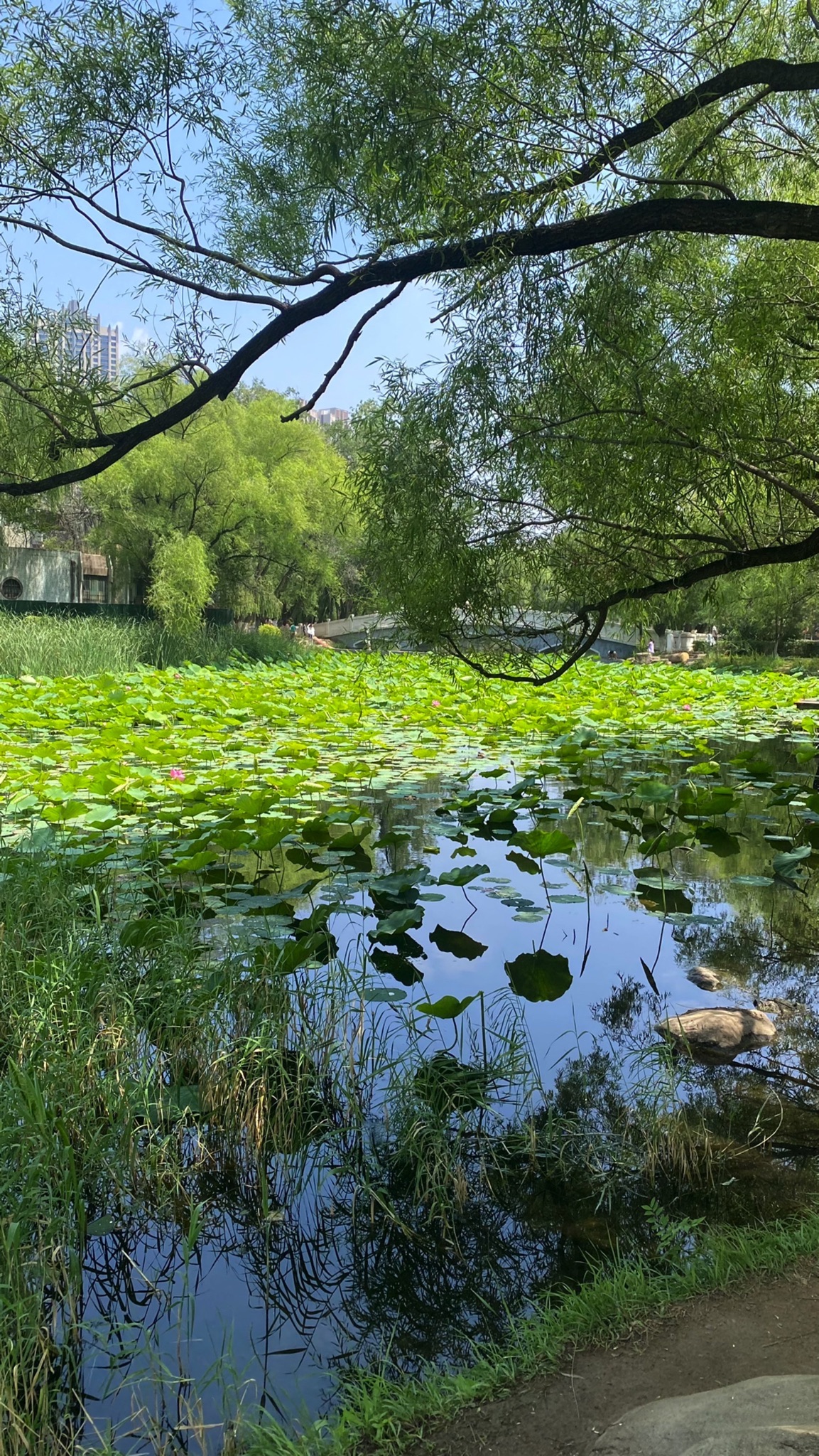 青城公园旅行图片 1