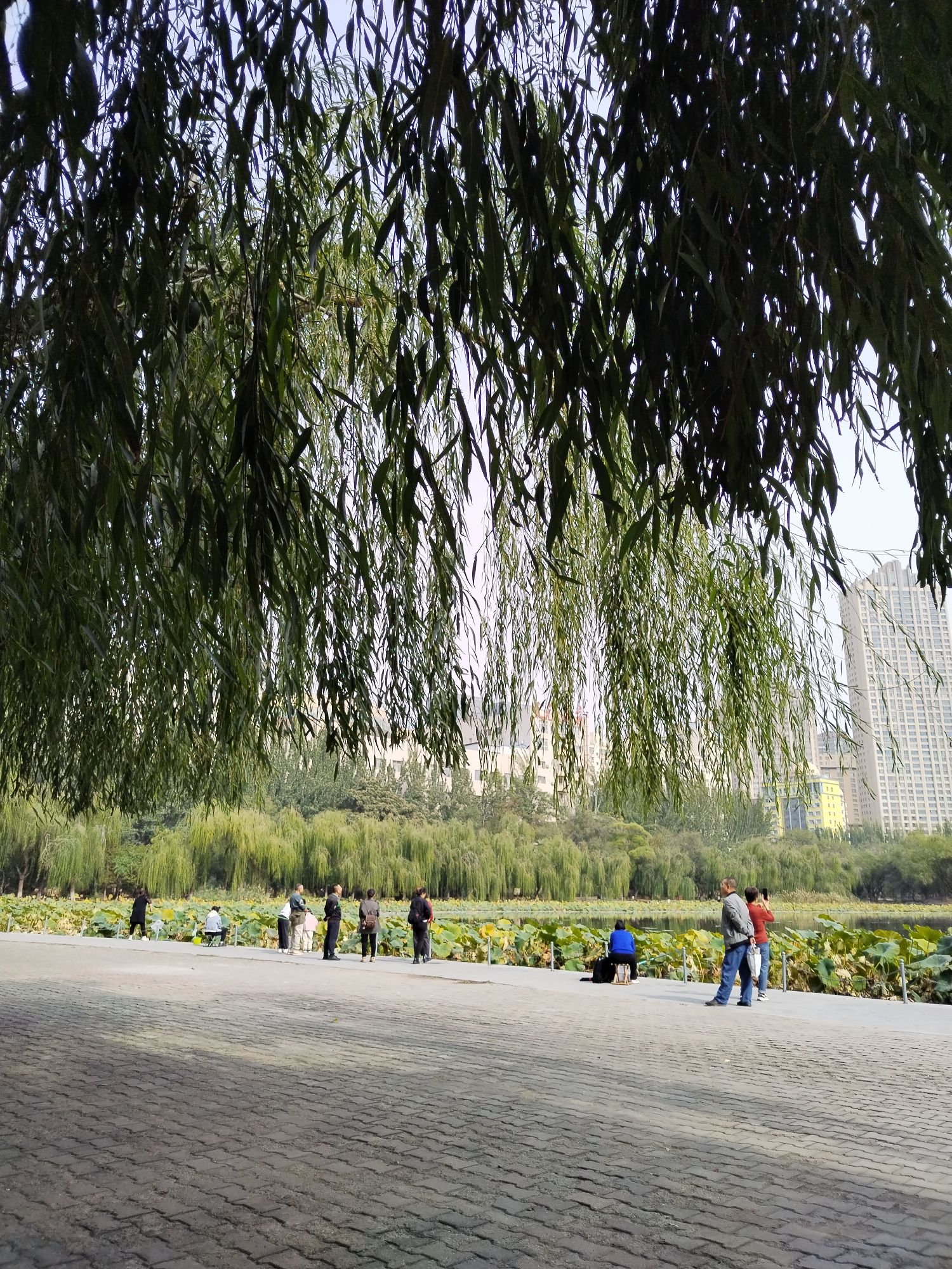 青城公园旅行图片 2