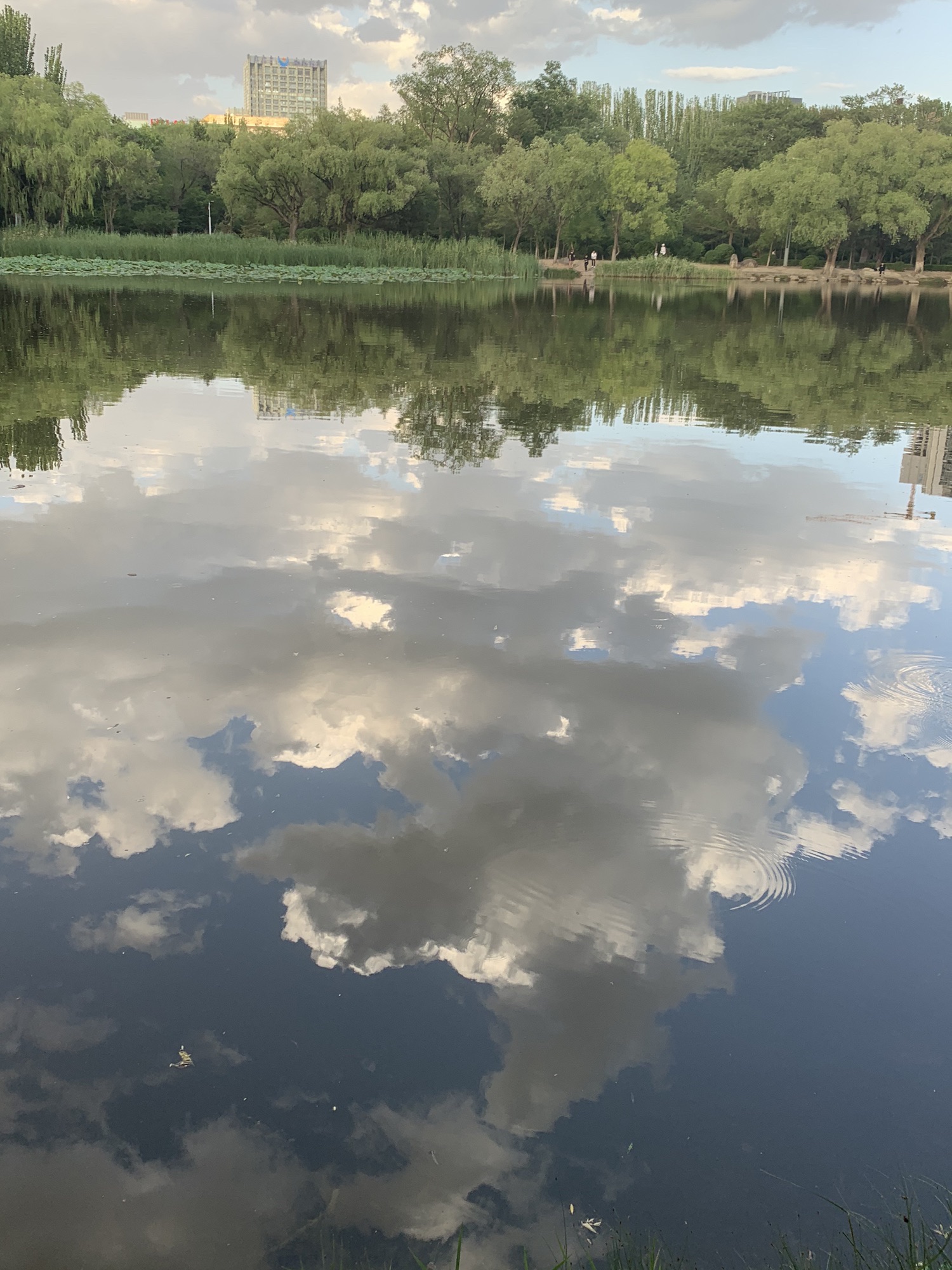 青城公园旅行图片 2