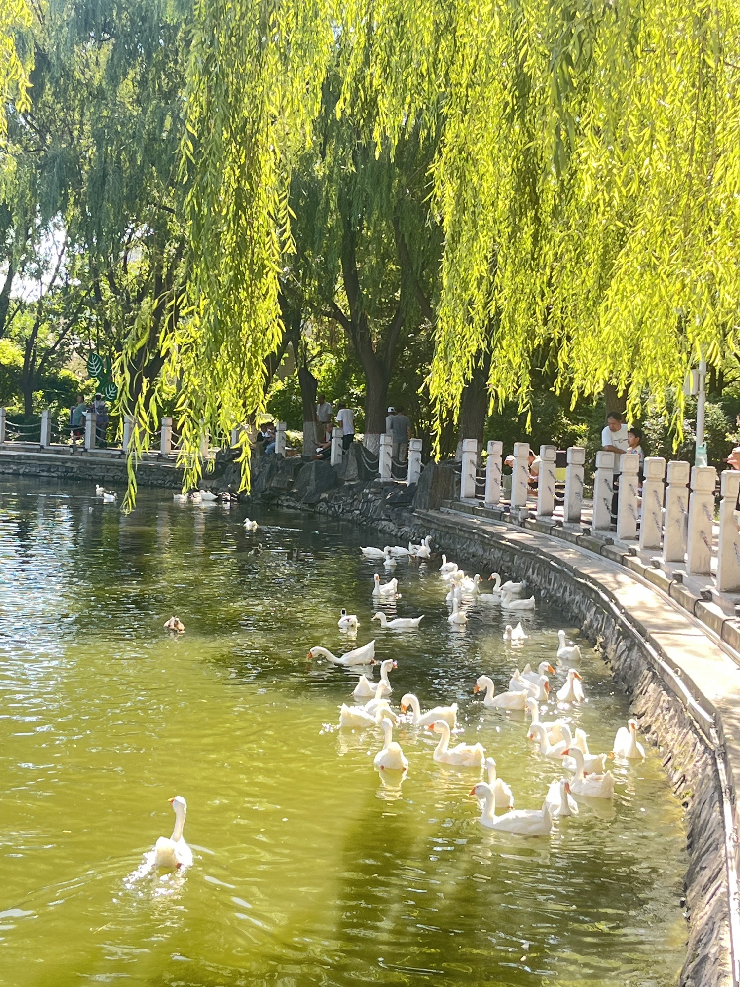 呼和浩特乌兰夫公园