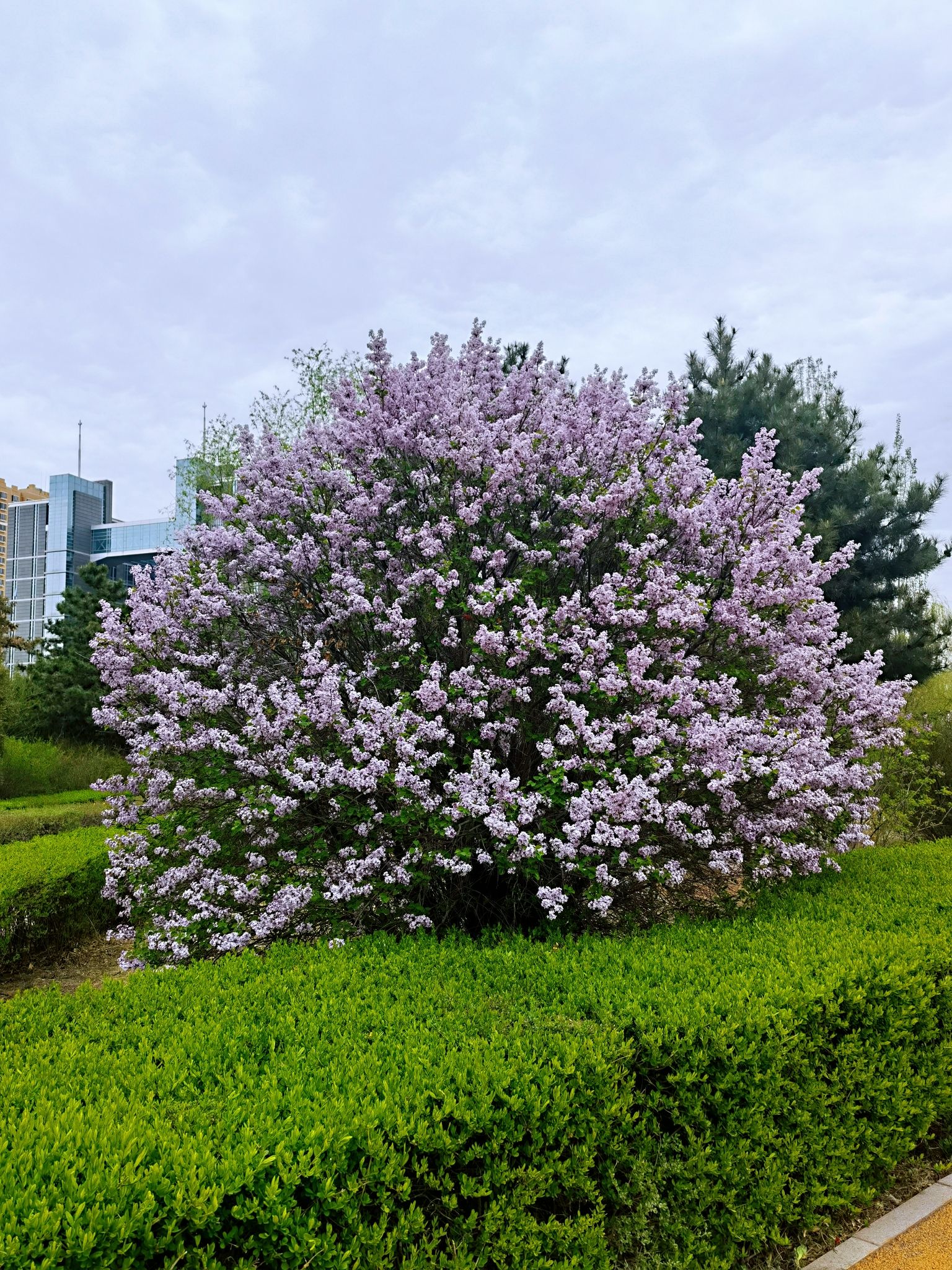 苏雅拉公园旅行图片 2