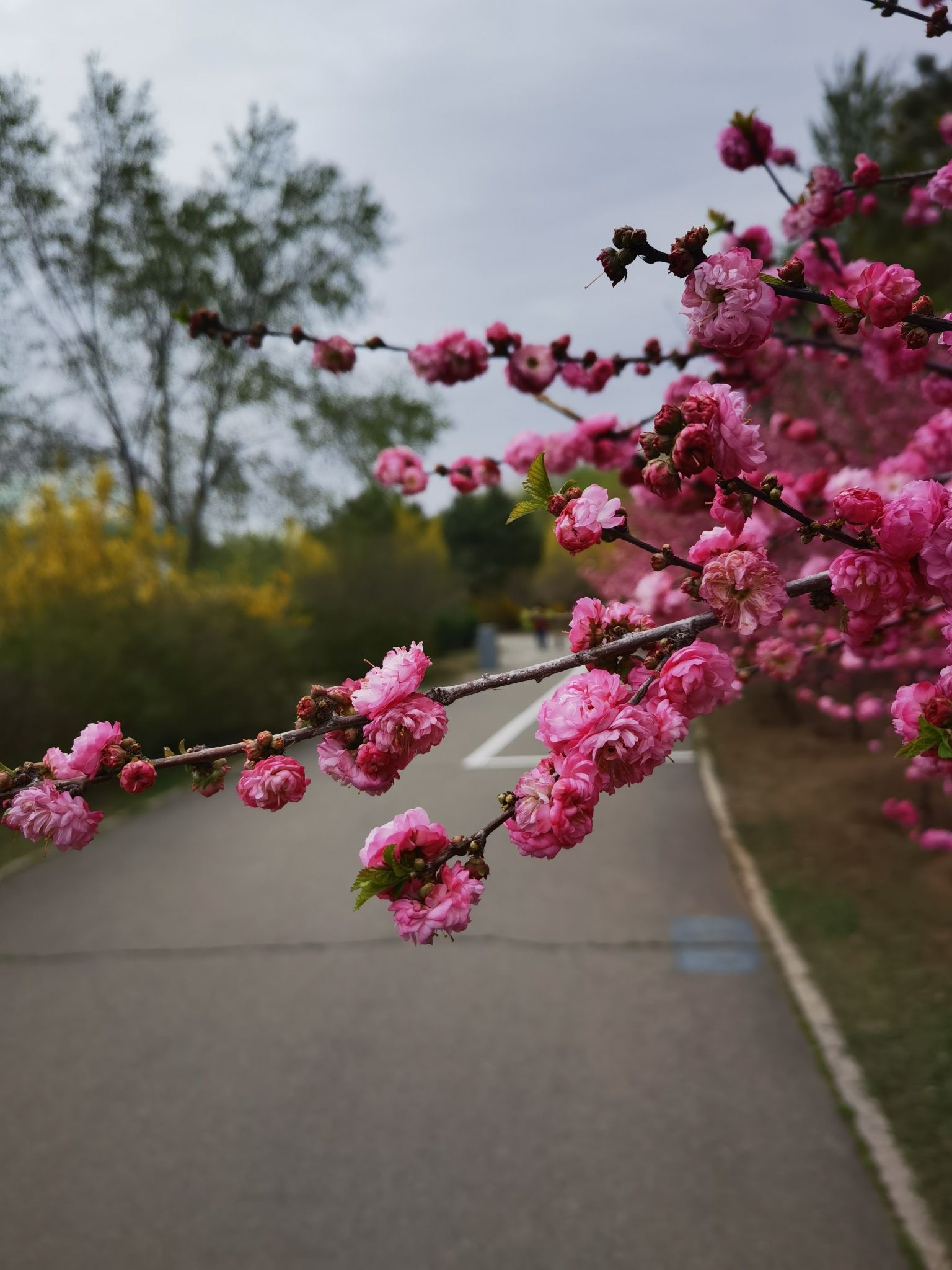 苏雅拉公园旅行图片 3