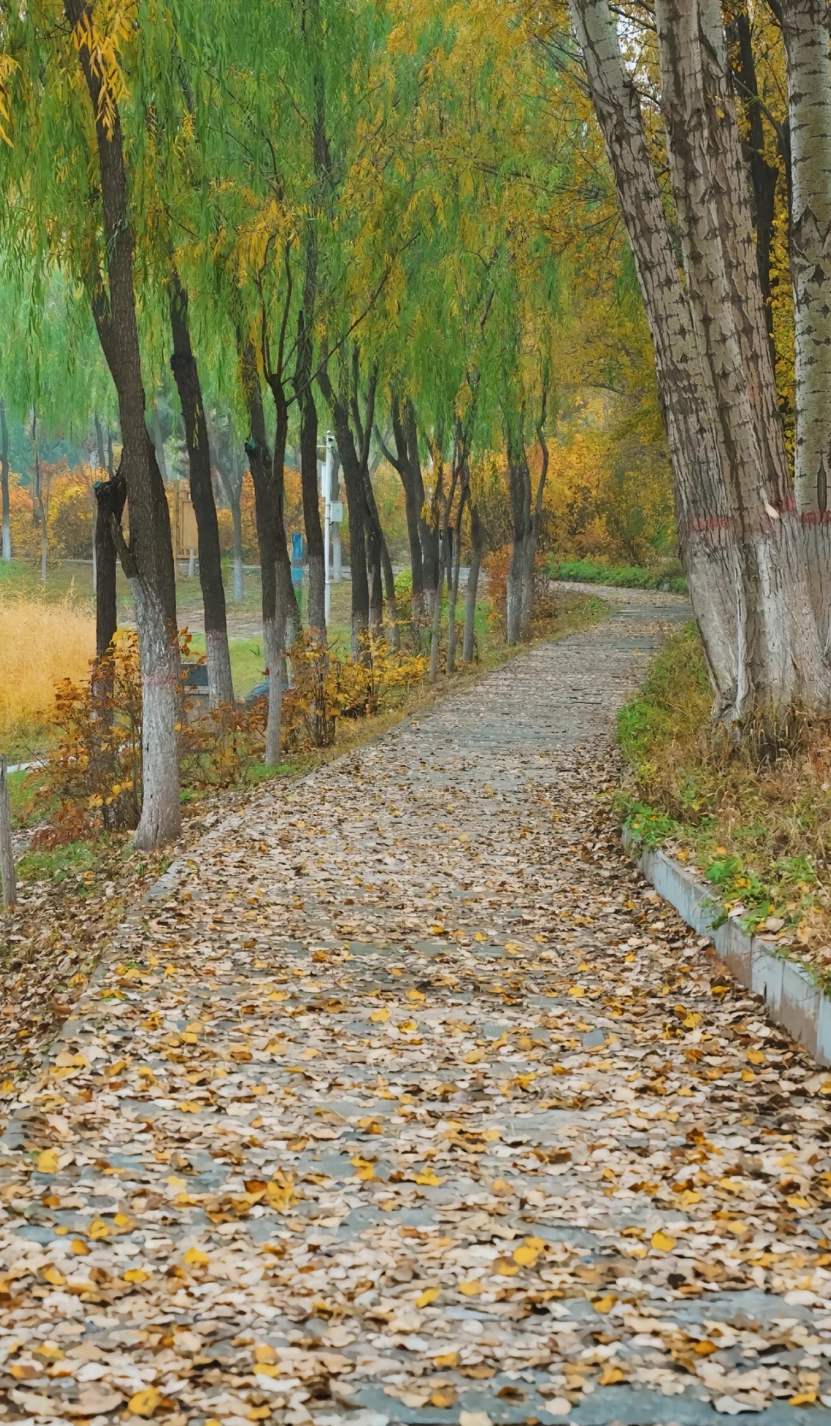 扎达盖公园旅行图片 1