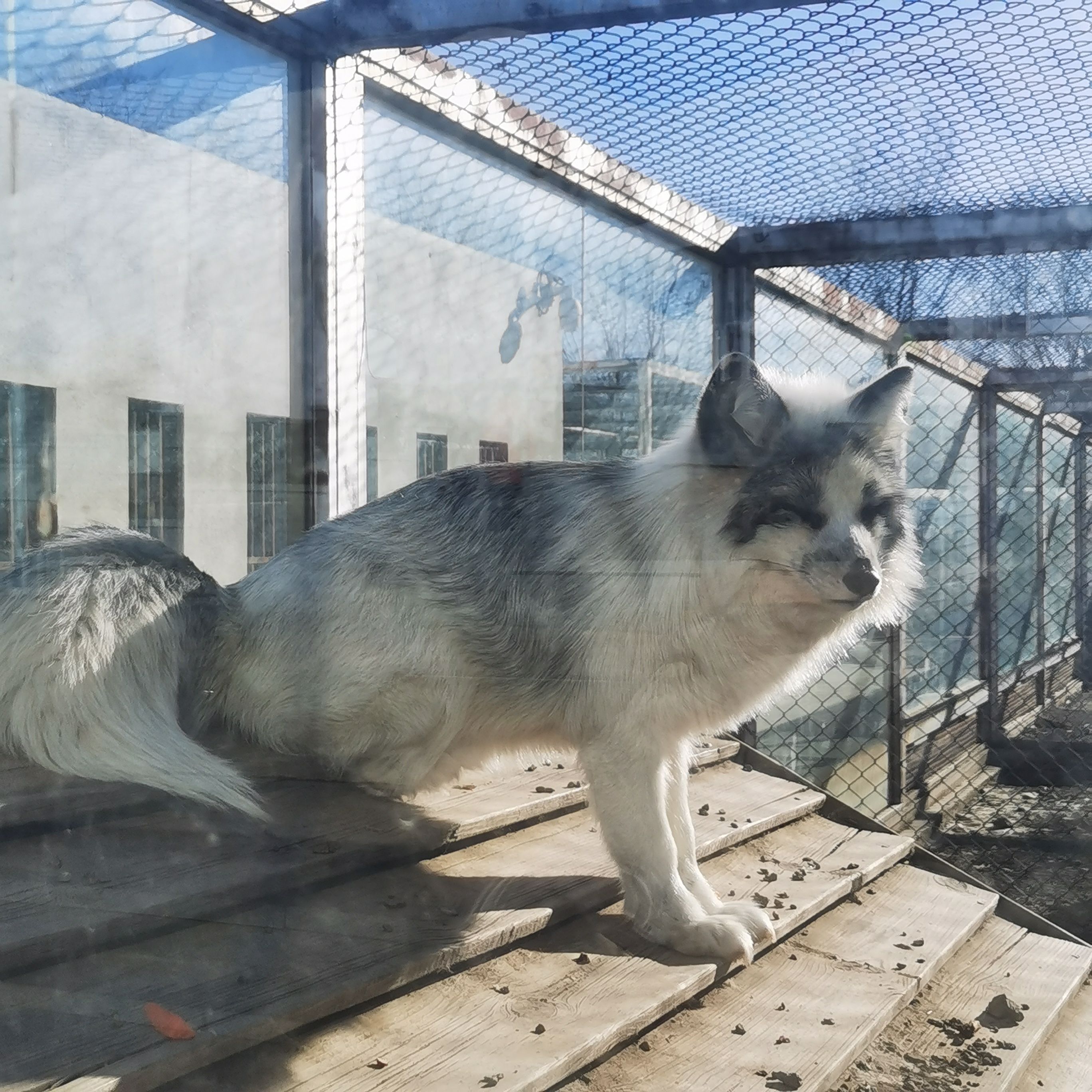 大青山野生动物园旅行图片 1