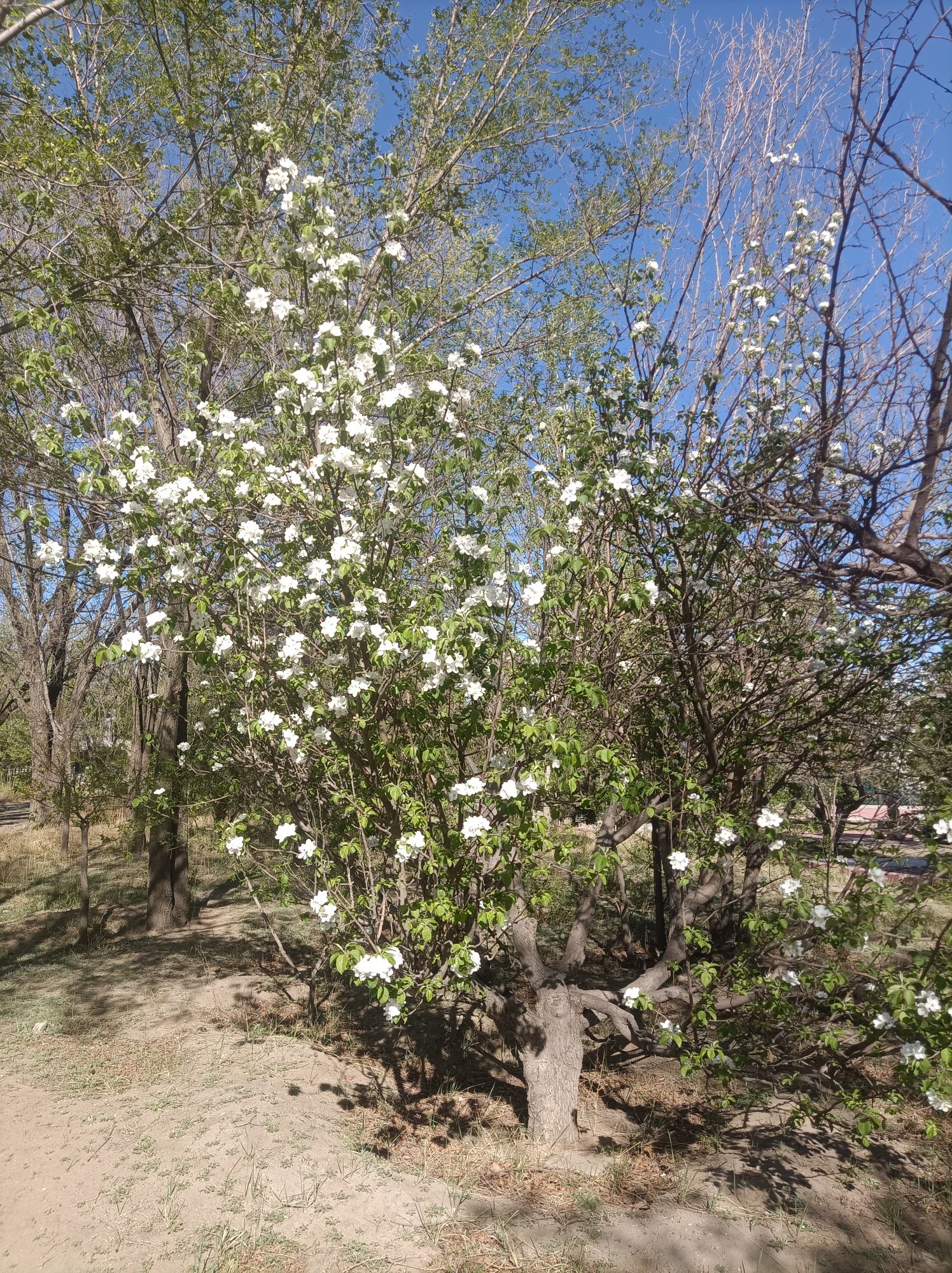 包钢公园