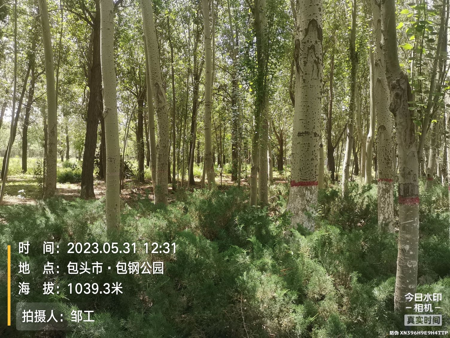 包钢公园旅行图片 3