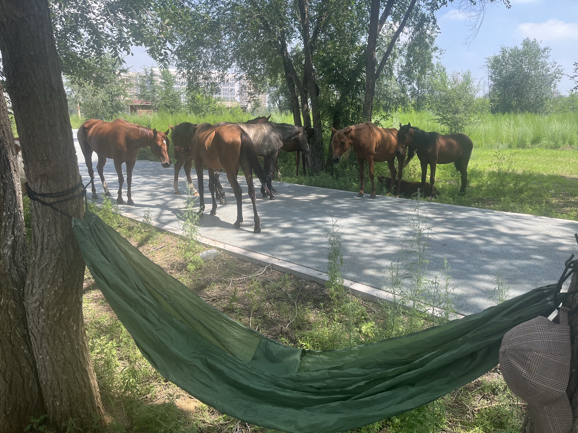 赛汗塔拉城中草原旅行图片 1