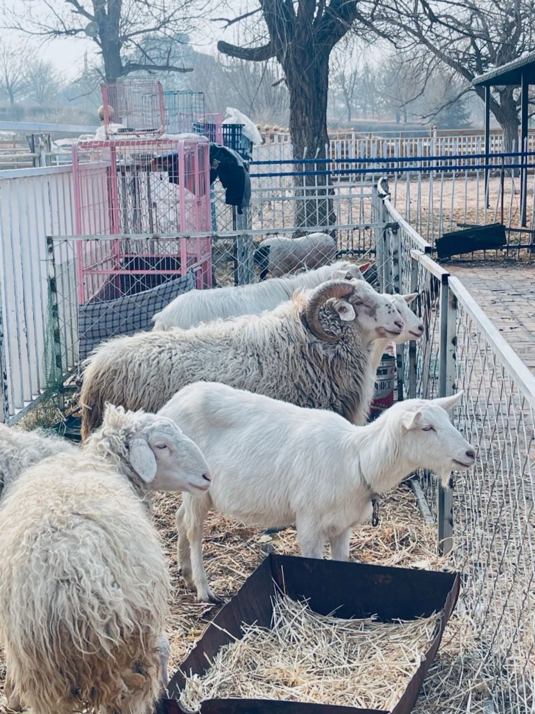 赛汗塔拉城中草原旅行图片 2