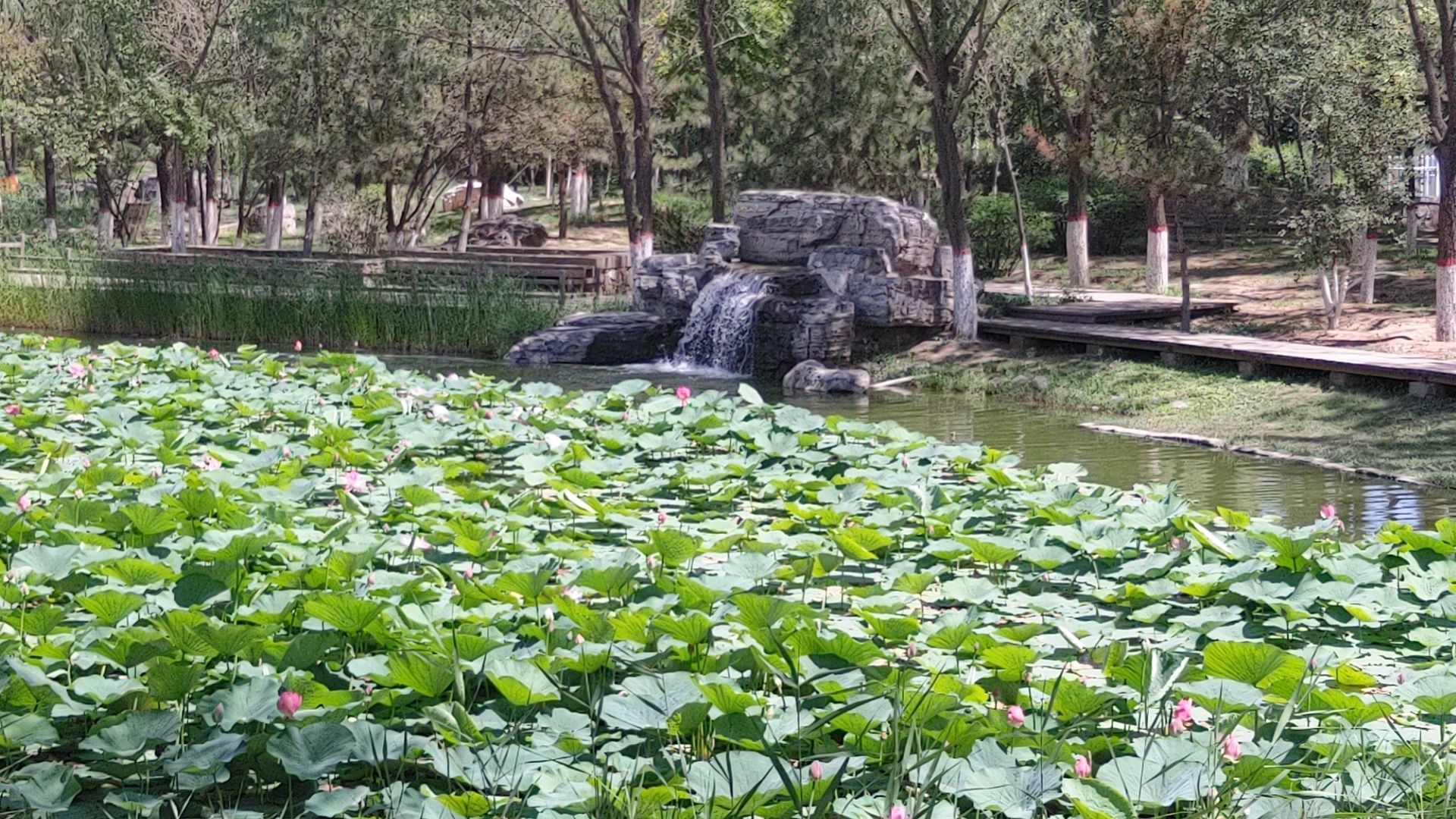 包头世界鹿园旅行图片 2