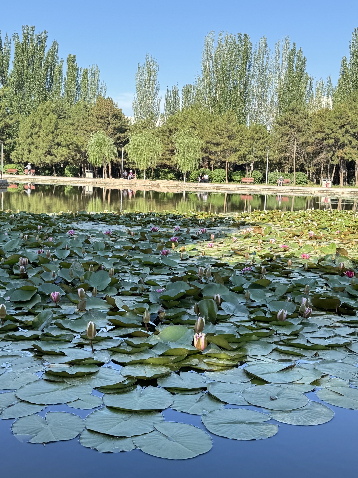 锦林公园