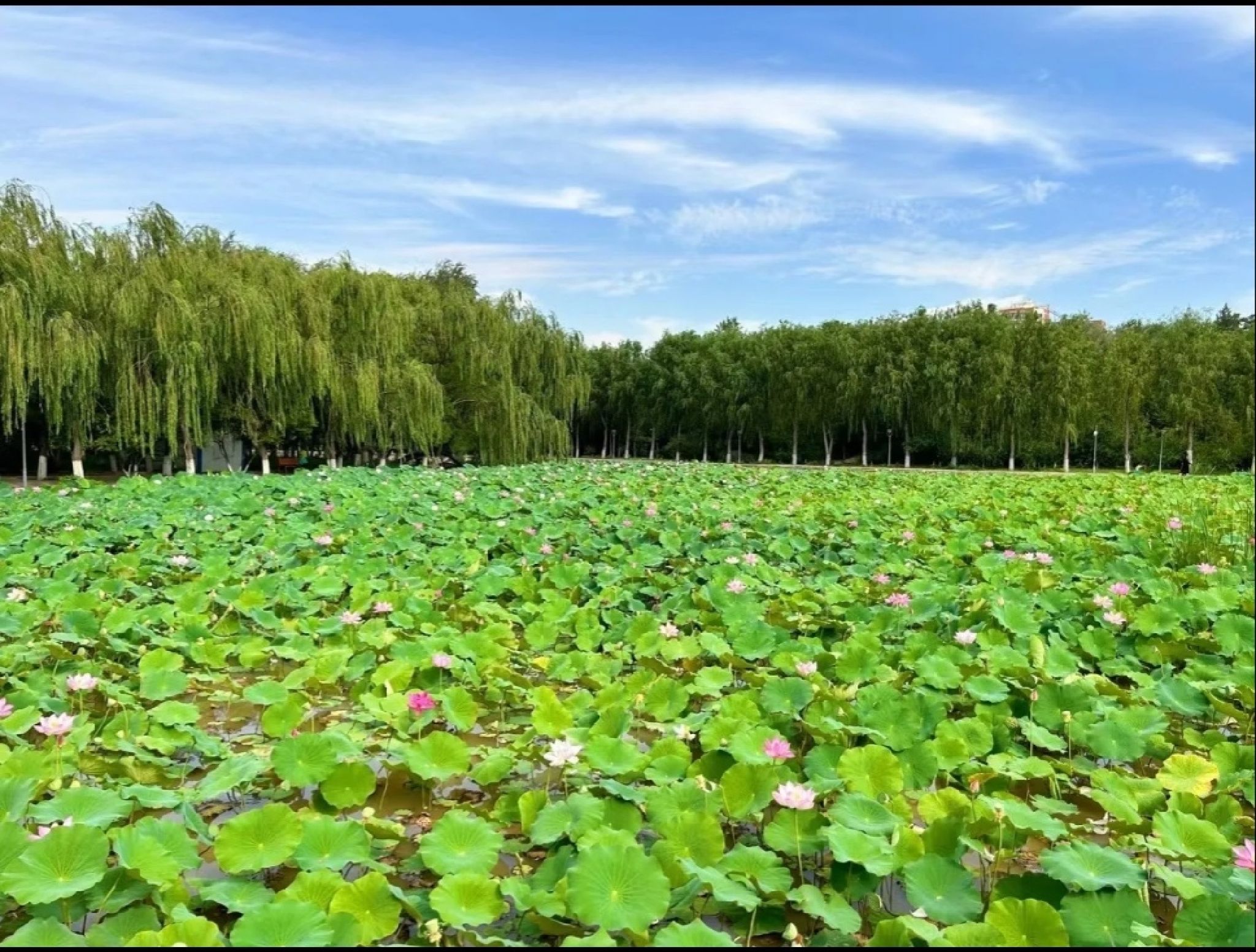 人民公园旅行图片 1