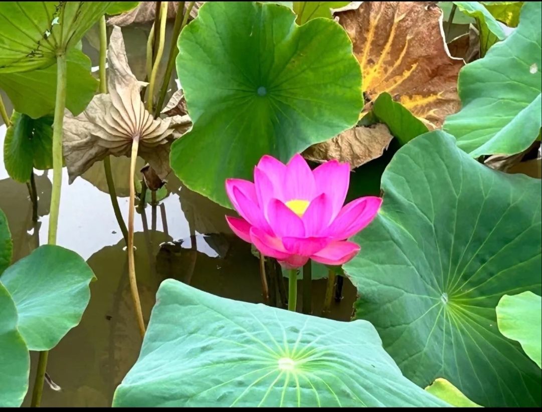 人民公园旅行图片 2
