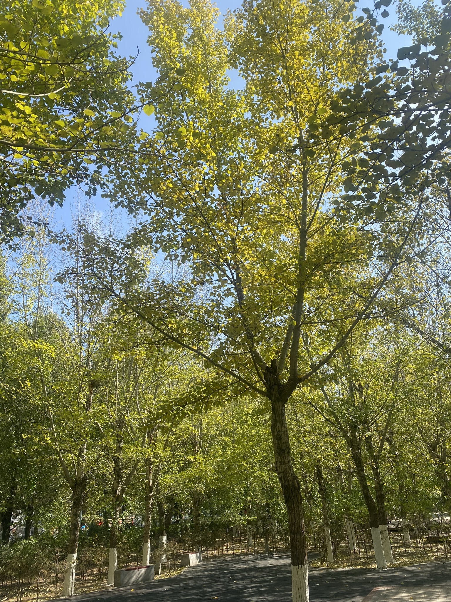 人民公园旅行图片 1