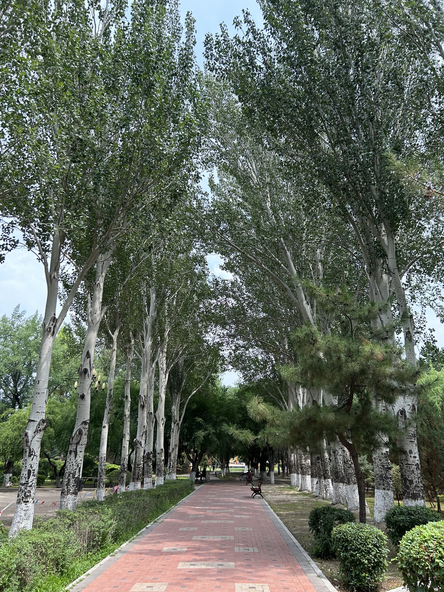 人民公园旅行图片 2