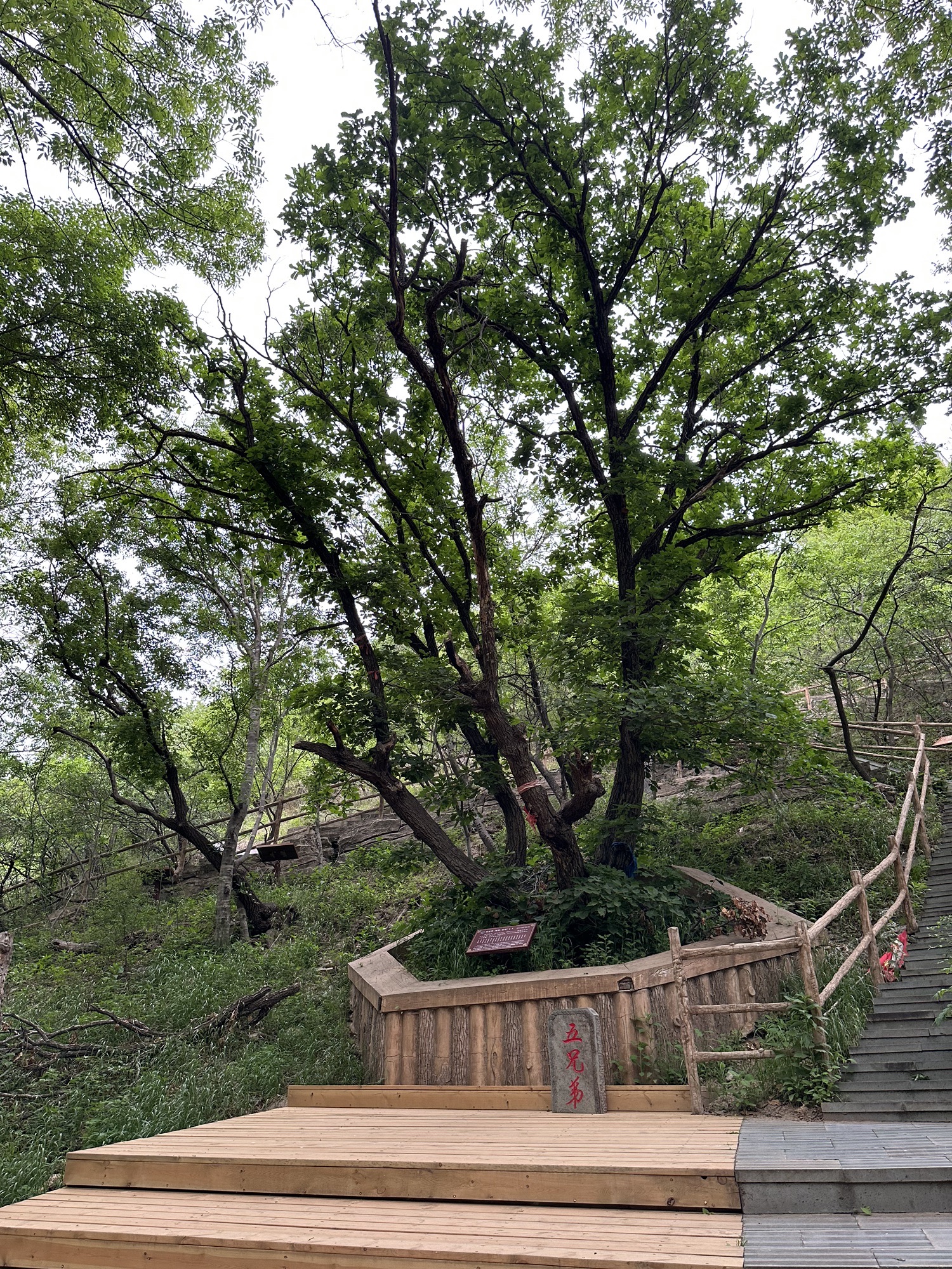 大青沟(暂停开放)旅行图片 3