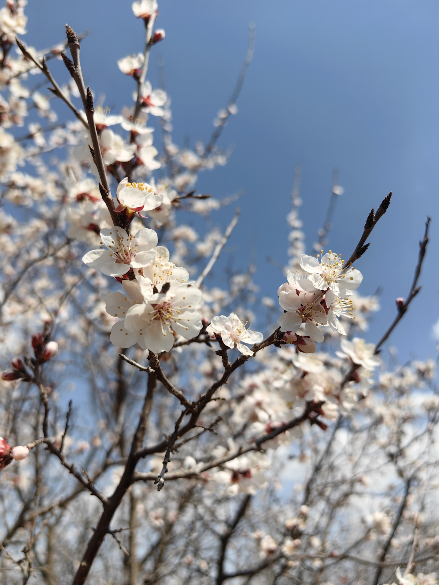 炮台山公园旅行图片 3
