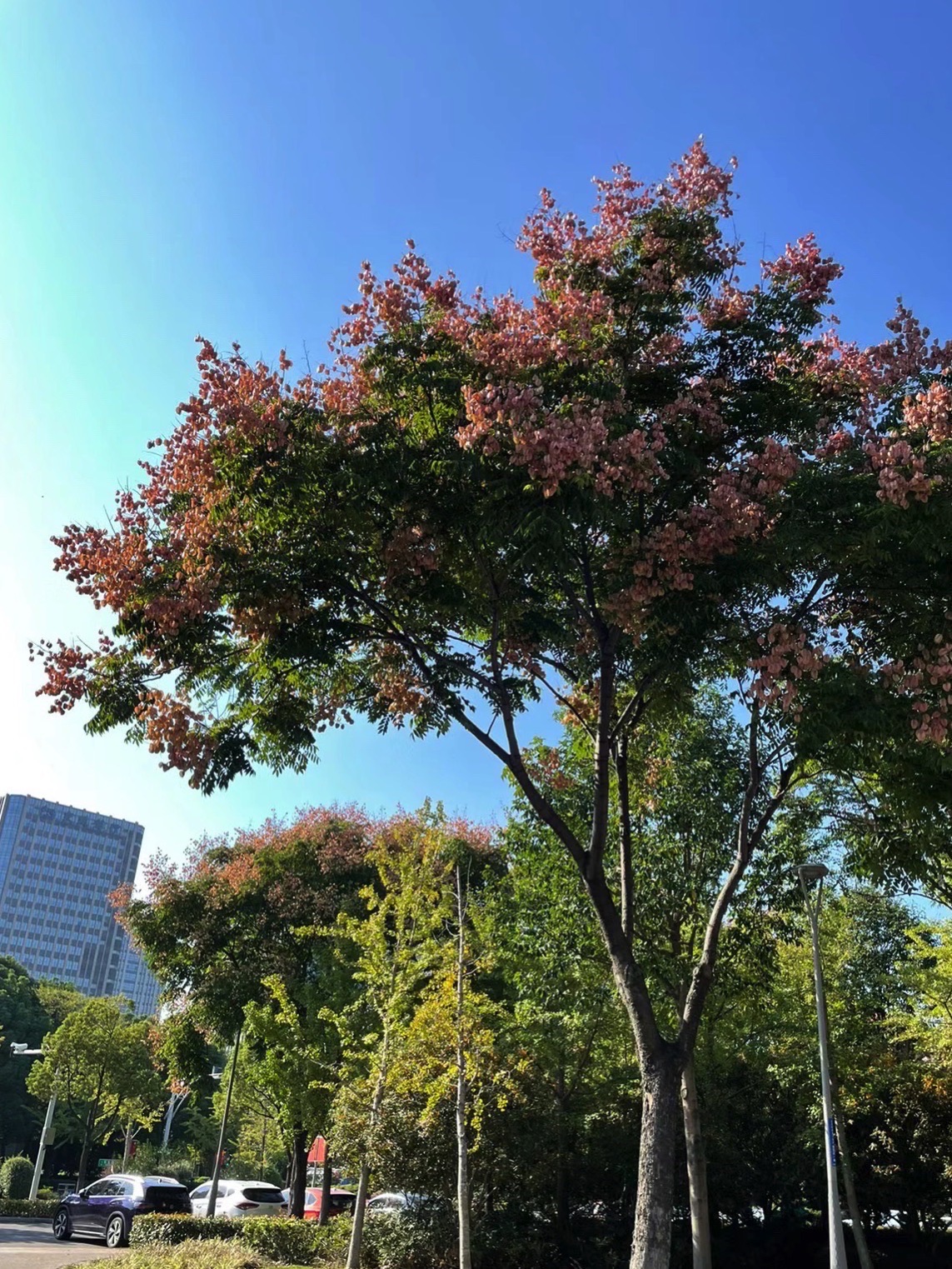 锦山市民广场旅行图片 2