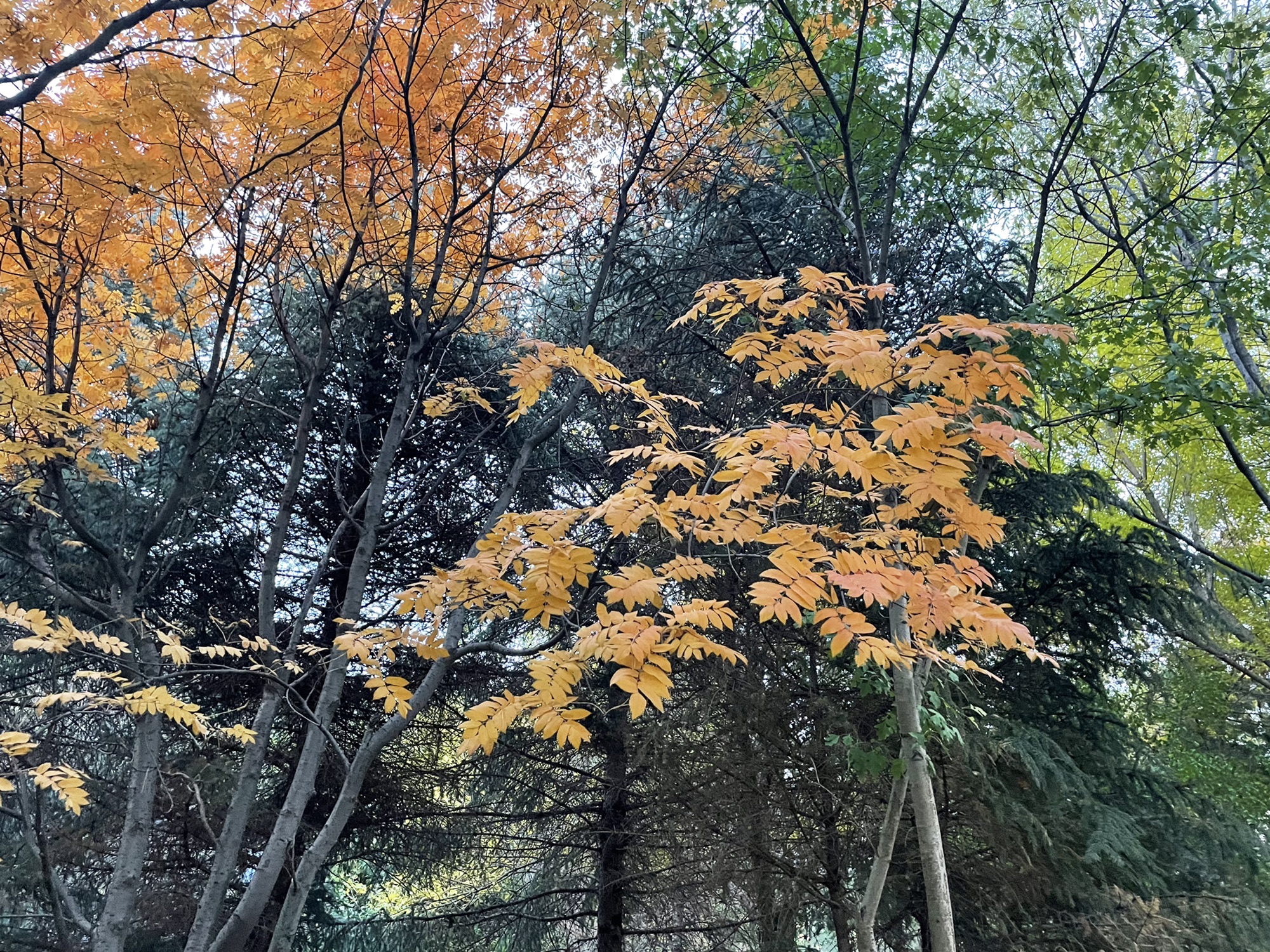 兴安南麓植物园旅行图片 3