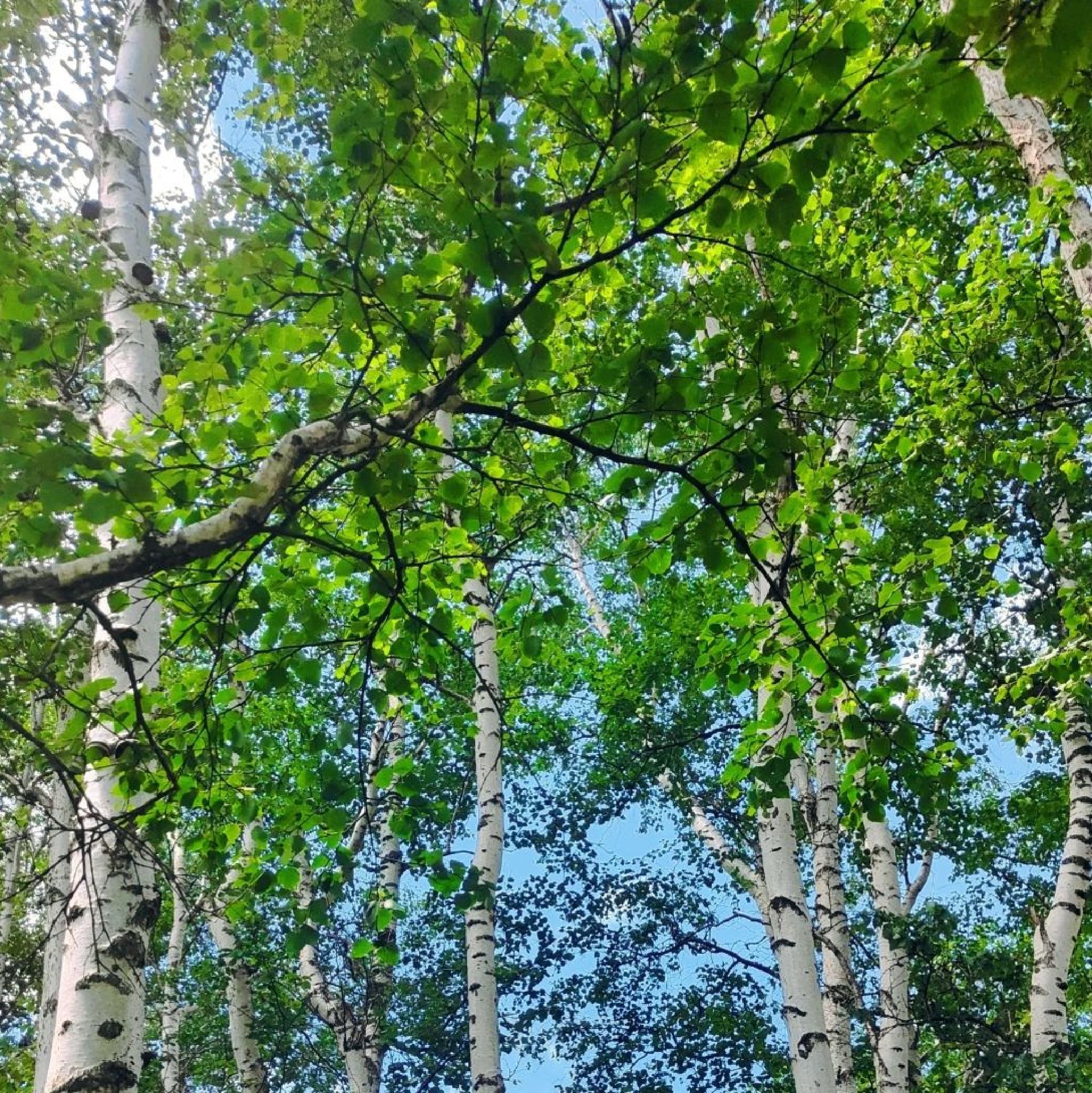 贡格尔草原旅行图片 1