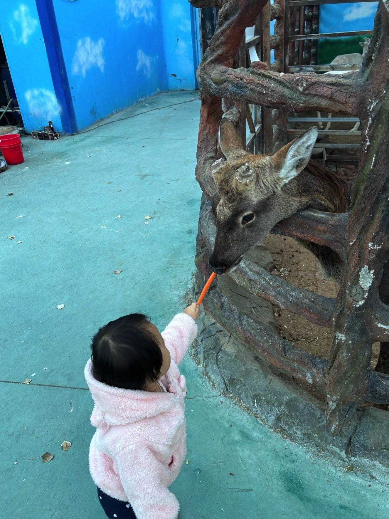 桥北动物园旅行图片 3